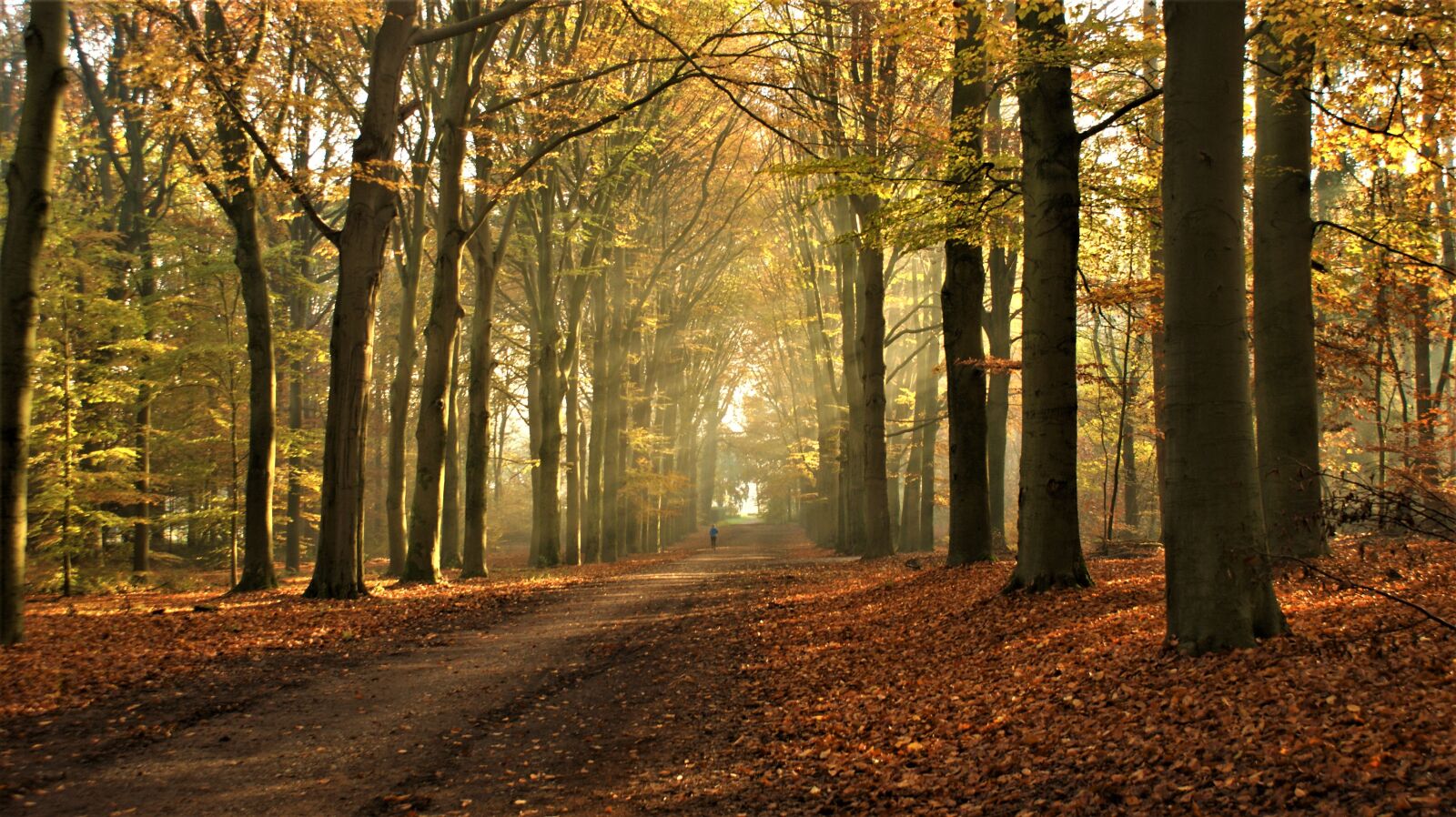 Sony Alpha DSLR-A350 sample photo. Sunlight, autumn, nature photography