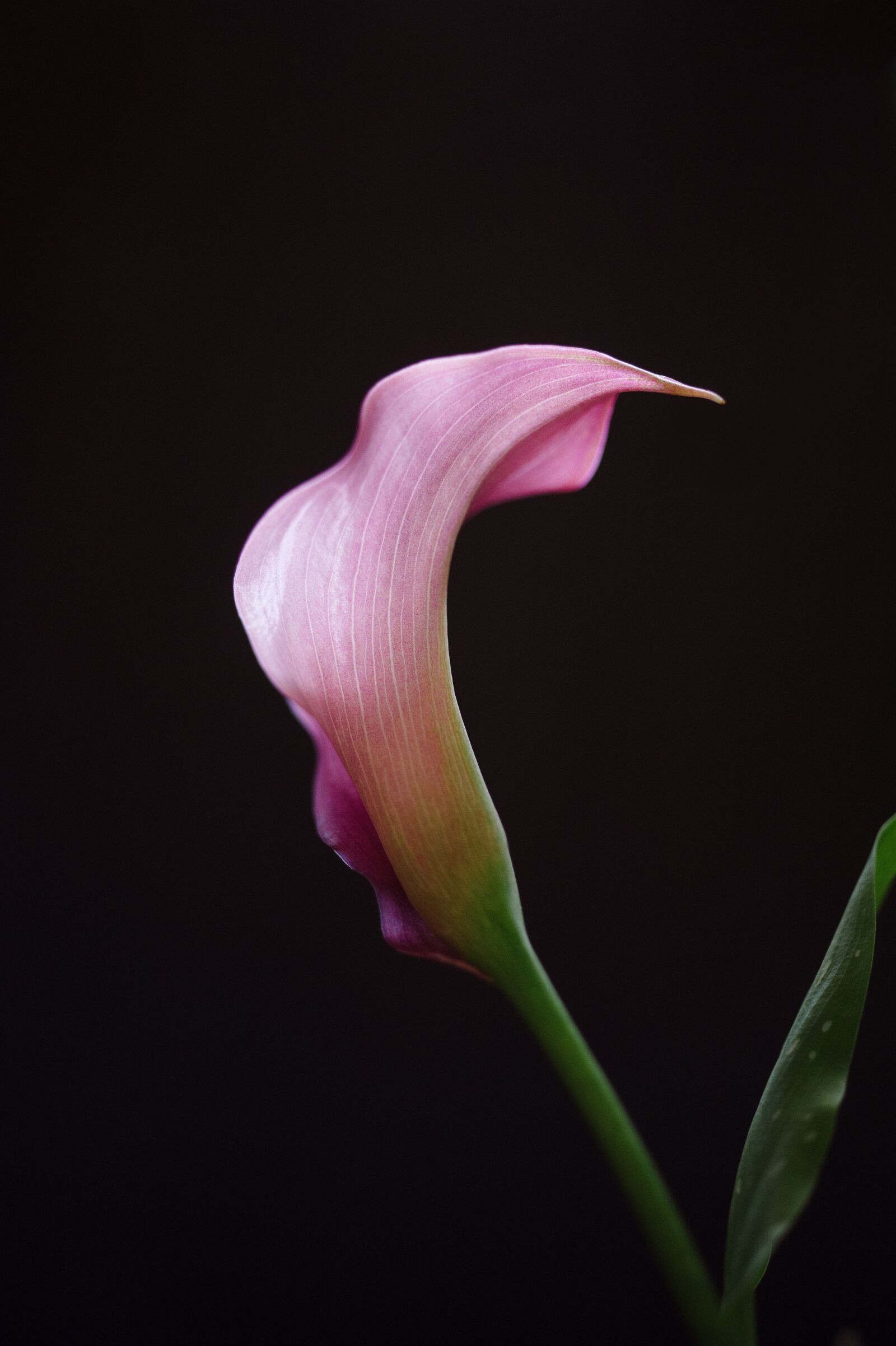 Nikon D700 sample photo. Calla lilly, flower, pink photography