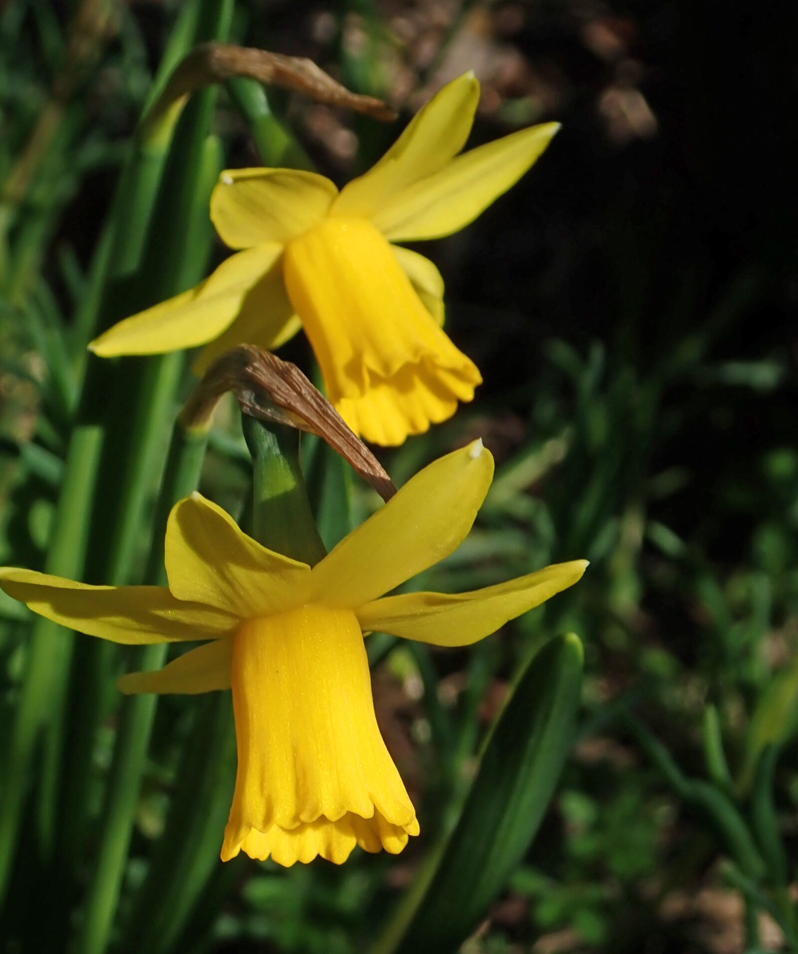 Olympus TG-5 sample photo. Flowers, daffodils, yellow photography