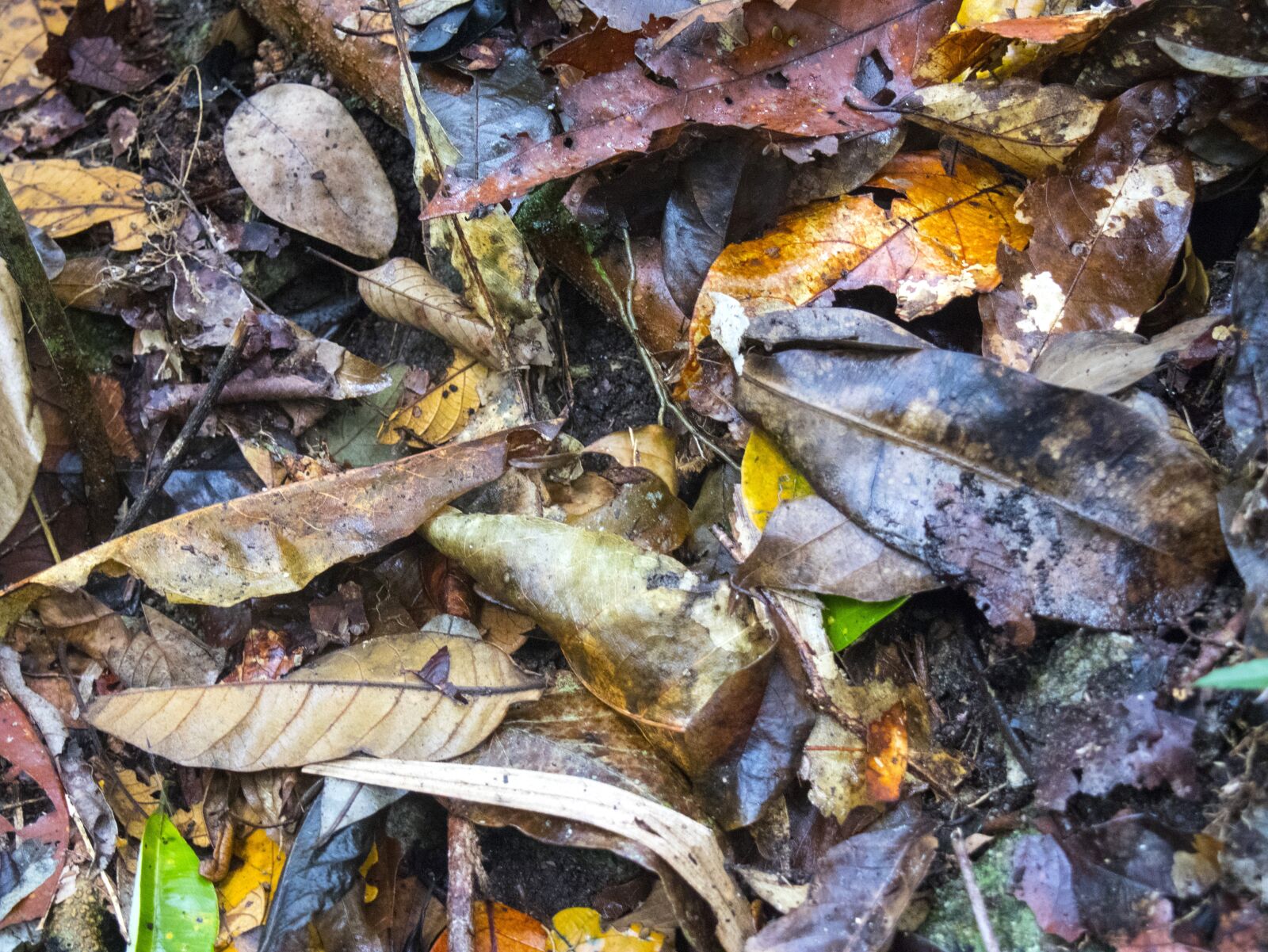 Canon EOS M6 sample photo. Leaves, australia, colour photography