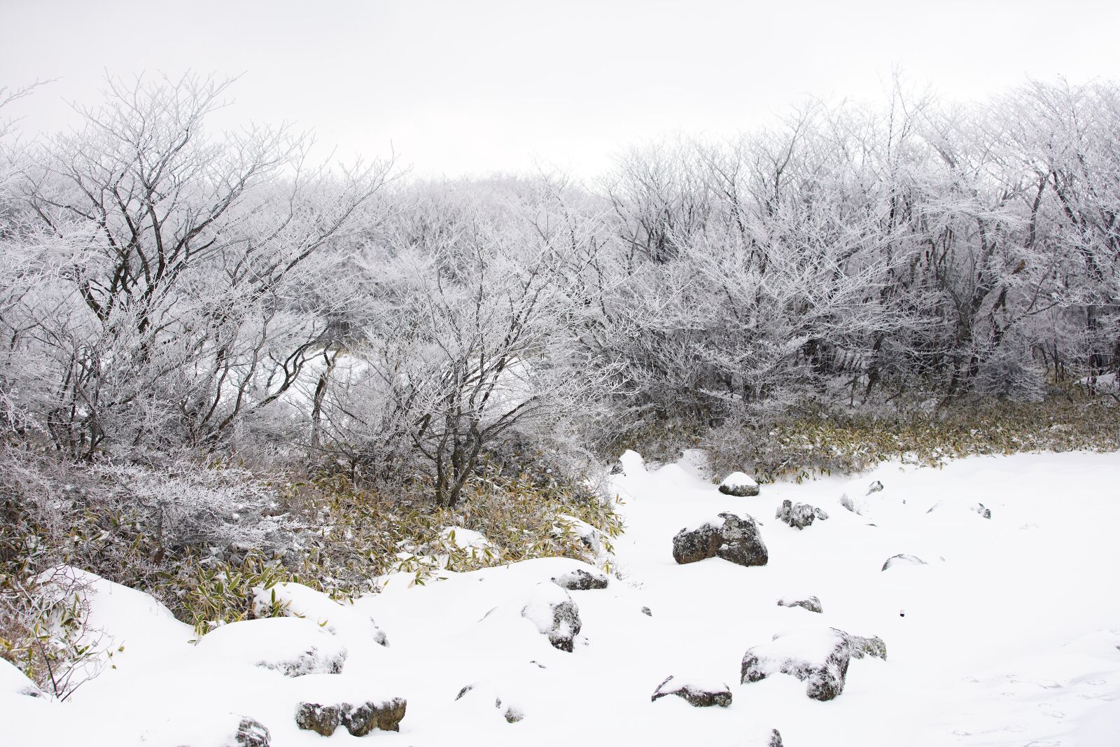 Canon EF 70-200mm F2.8L USM sample photo. Snow, white, winter photography