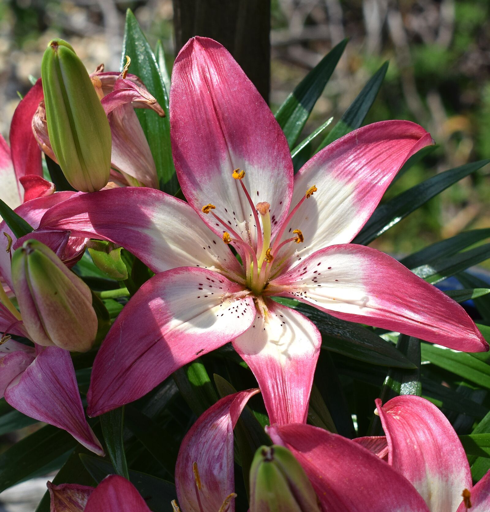 Nikon D3300 sample photo. Asiatic lily, flower, blossom photography