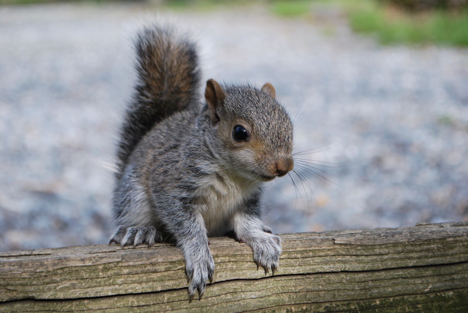 Nikon D60 sample photo. Squirrel, squirrel on fence photography