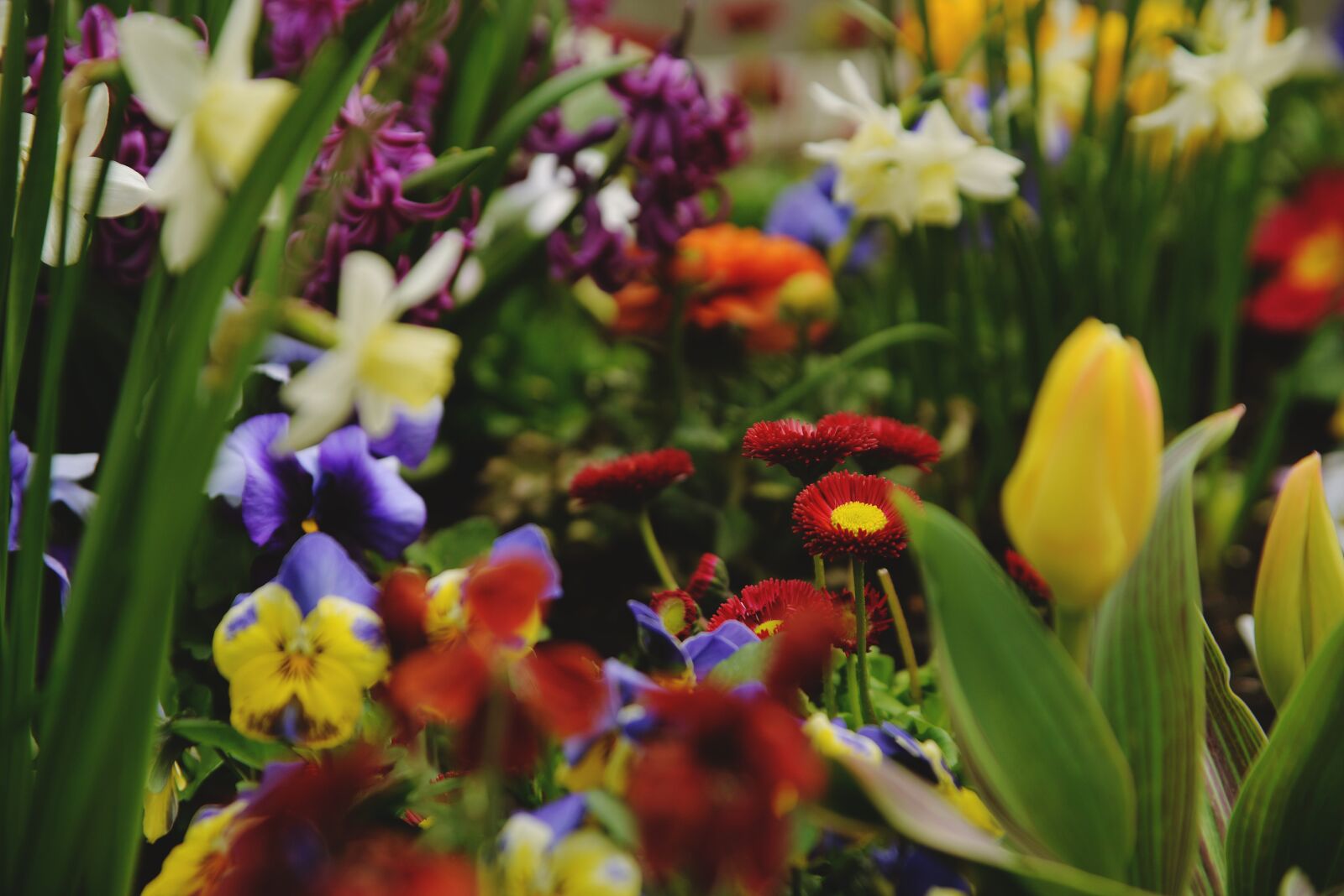 Nikon D610 sample photo. Flower, colorfull, garden photography