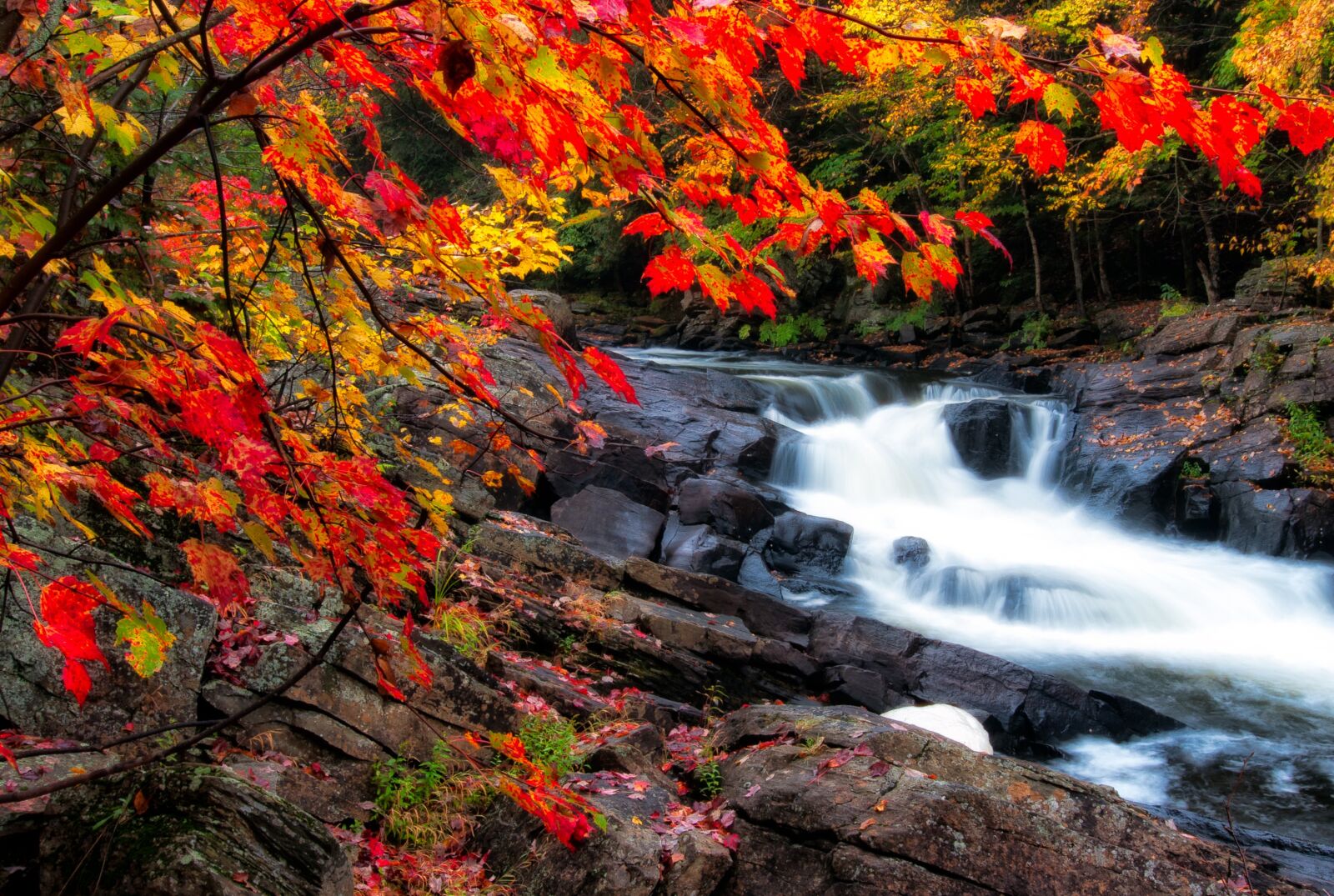 Nikon D5000 sample photo. Algonquin, autumn, beautiful photography
