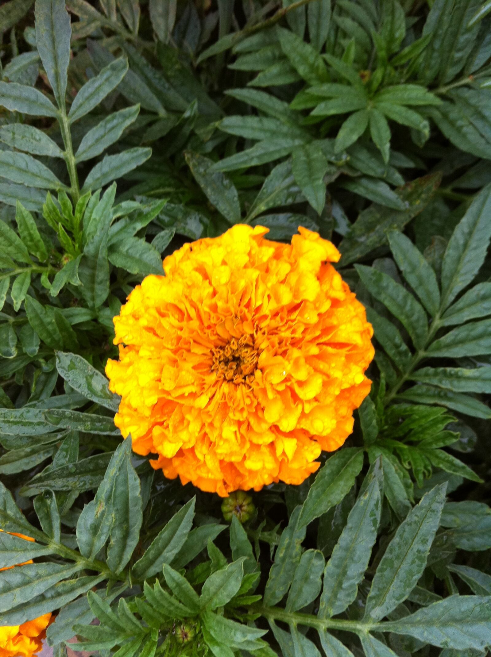 Apple iPhone 4 sample photo