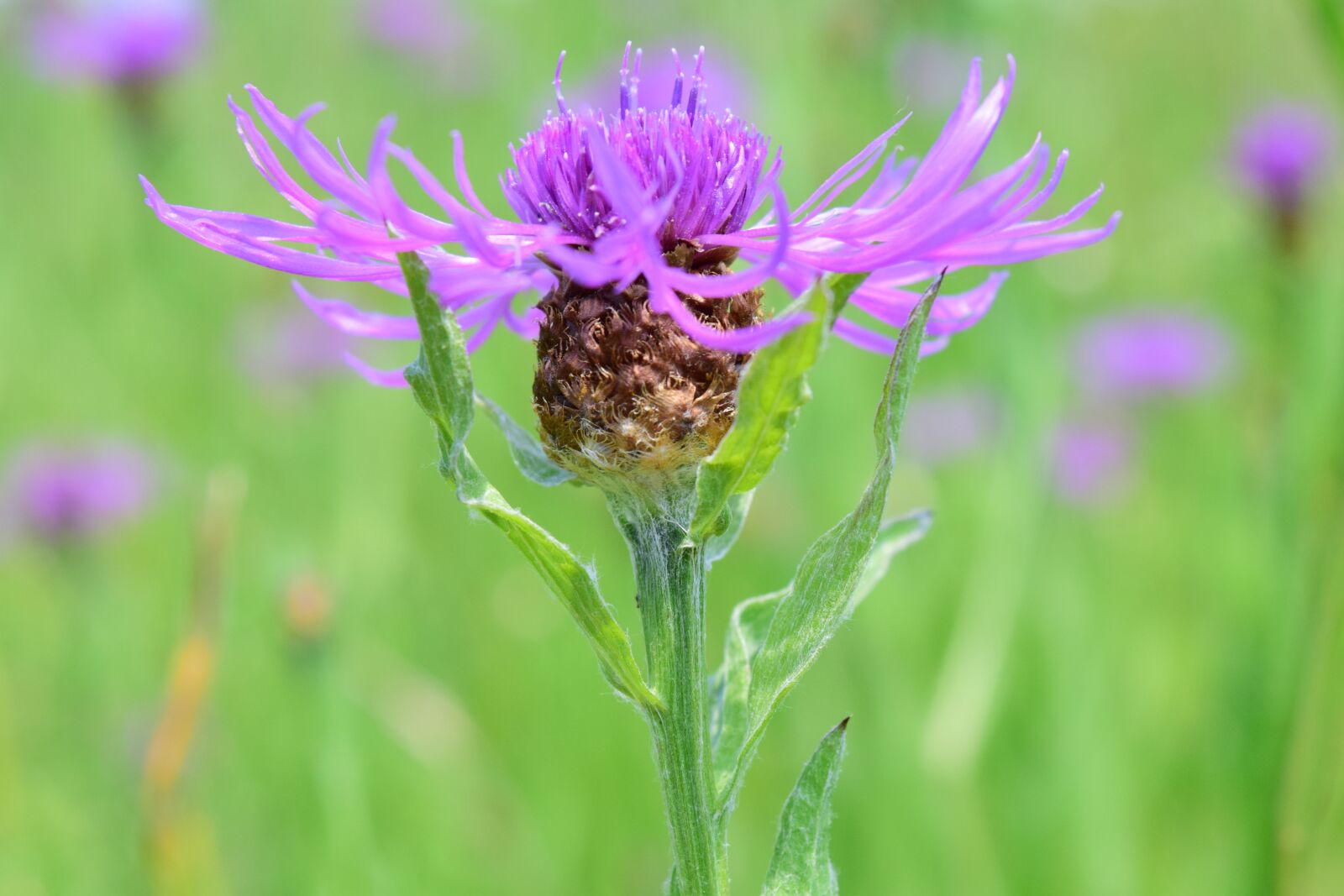 Nikon D3300 sample photo. Knapweed, centaurea jacea, had photography