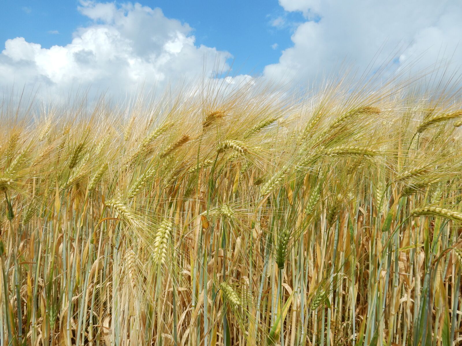 Nikon Coolpix S9900 sample photo. Barley, getreideanbau, barley cultivation photography