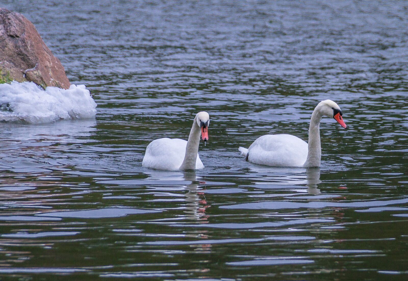 Canon EOS 7D sample photo. Swans, water, the birds photography