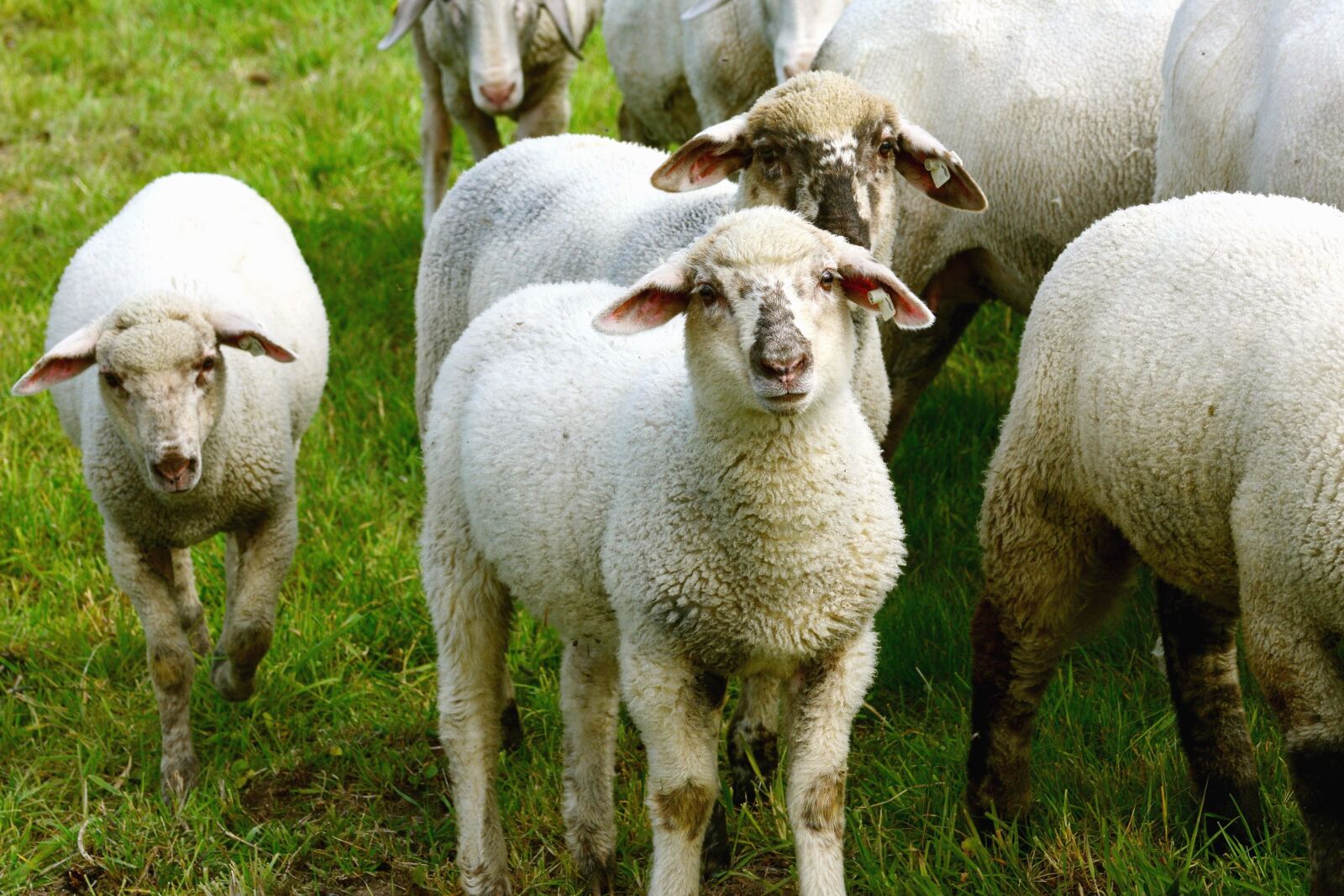 Nikon D5200 sample photo. Sheep, wool, animal, grass photography