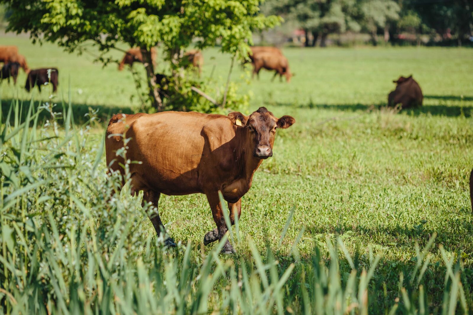Canon EF 135mm F2L USM sample photo. Countryside, cows, grass plants photography