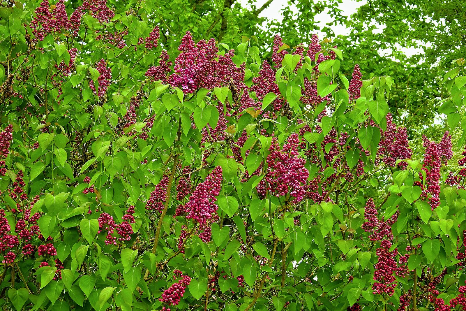 Nikon Coolpix P900 sample photo. Flower, nature, tree photography