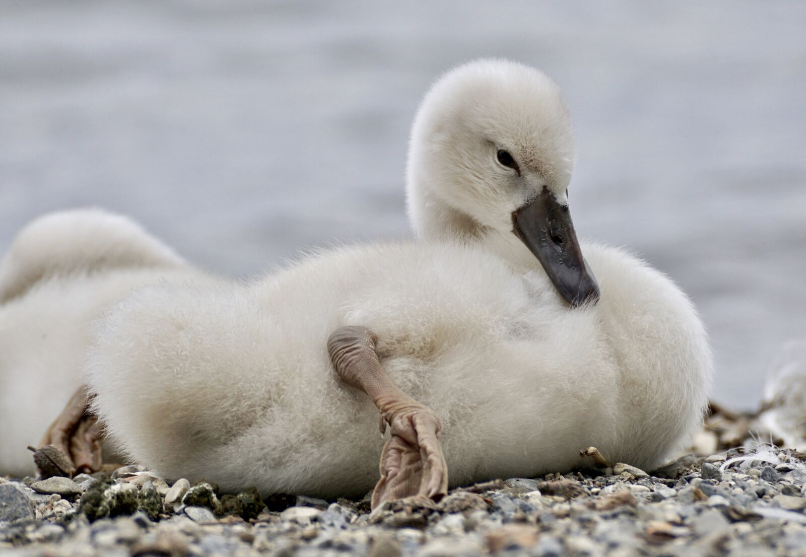 Sony DT 55-300mm F4.5-5.6 SAM sample photo. Swan, chicks, bird photography