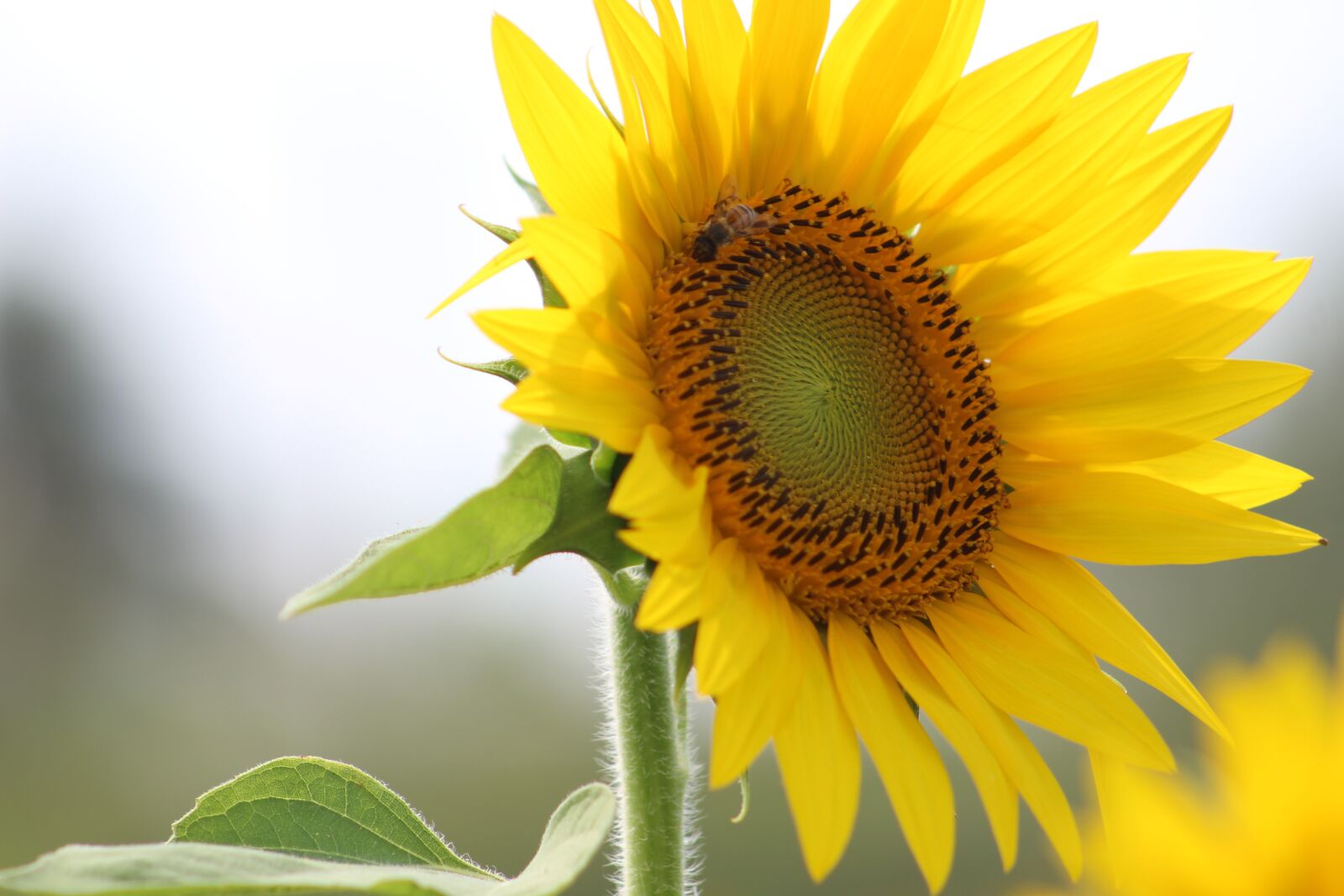 Canon EOS 1300D (EOS Rebel T6 / EOS Kiss X80) sample photo. Flower, sunflower, yellow photography
