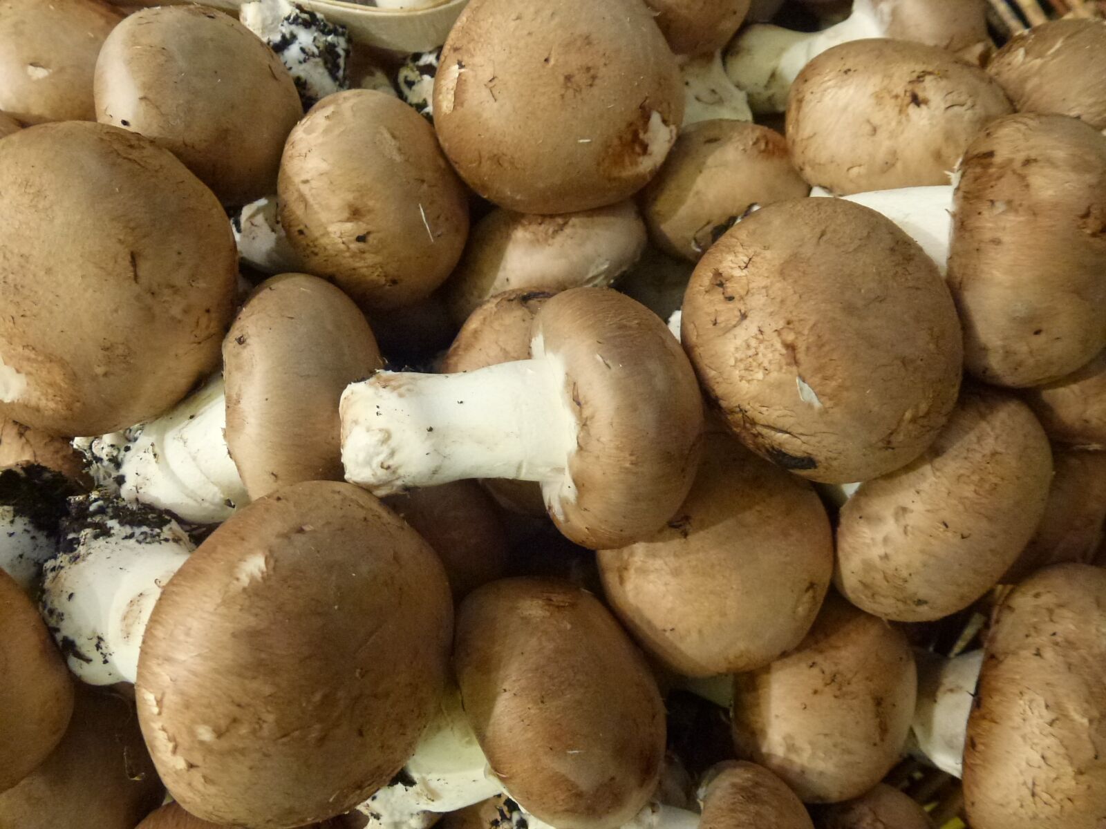 Panasonic Lumix DMC-ZS10 (Lumix DMC-TZ20 / Lumix DMC-TZ22) sample photo. Food, mushrooms, vegetable photography