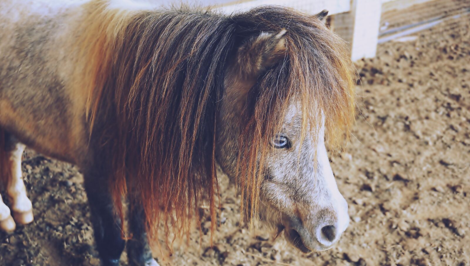Sony E 16-50mm F3.5-5.6 PZ OSS sample photo. Horses, pony, animals photography