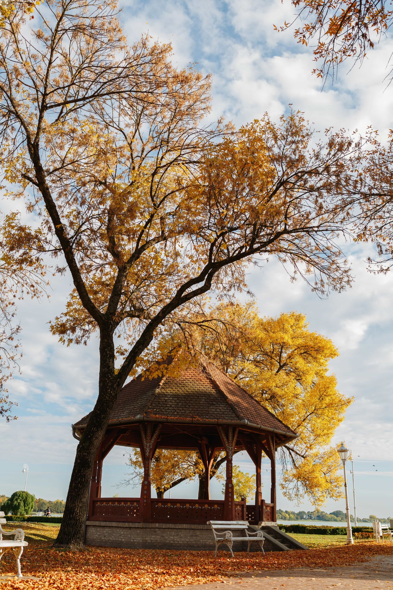 Sigma 35mm F1.4 DG HSM Art sample photo. Autumn season, exterior, oak photography