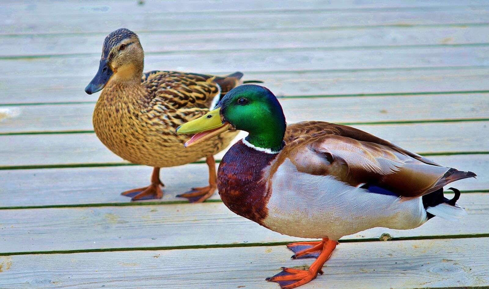 Nikon D7000 sample photo. Duck, animal, bird photography