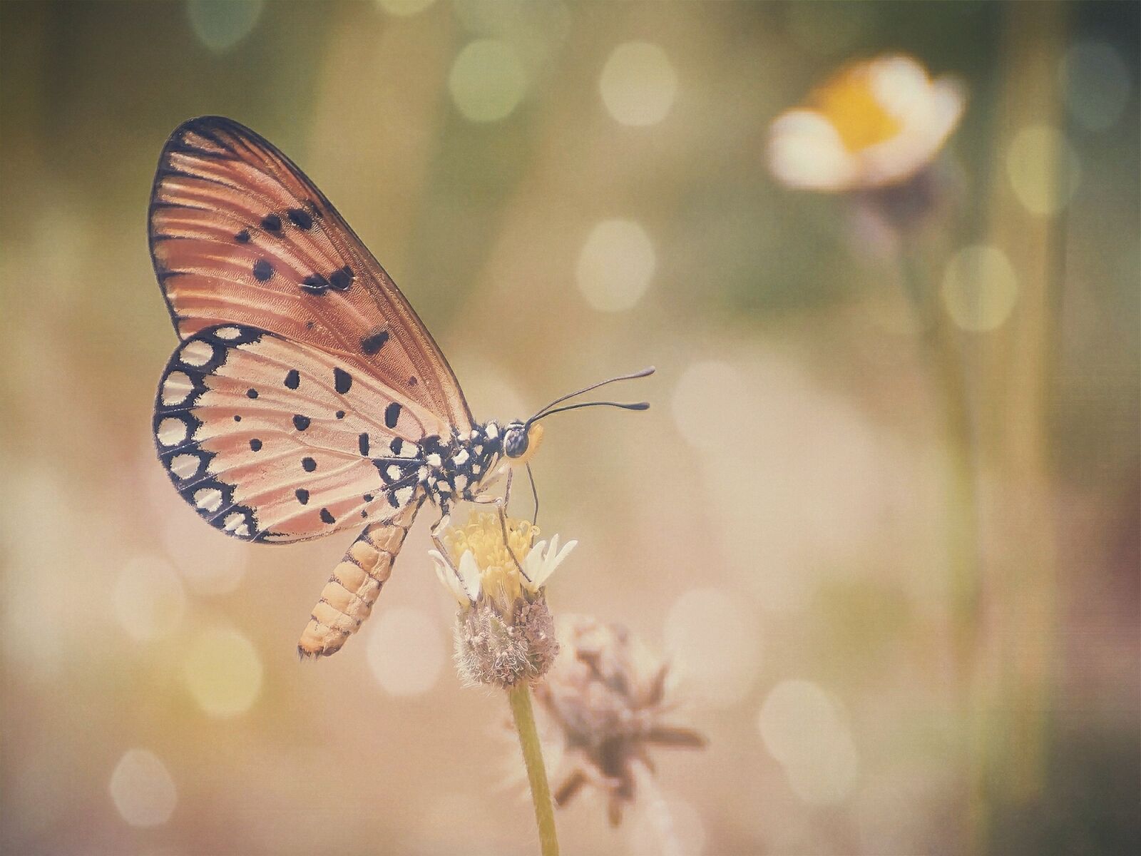 Nikon D7100 sample photo. Butterfly, colors, bokeh photography