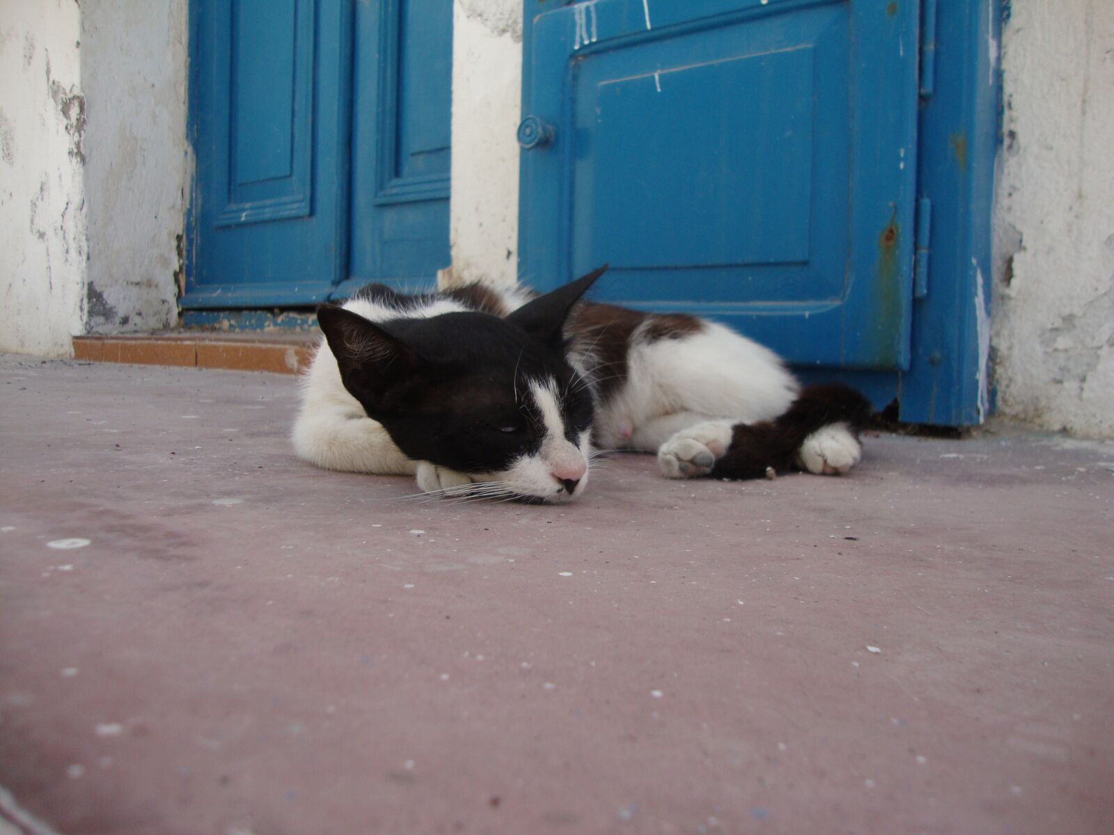 Sony DSC-W210 sample photo. Kitten, greece, animal photography