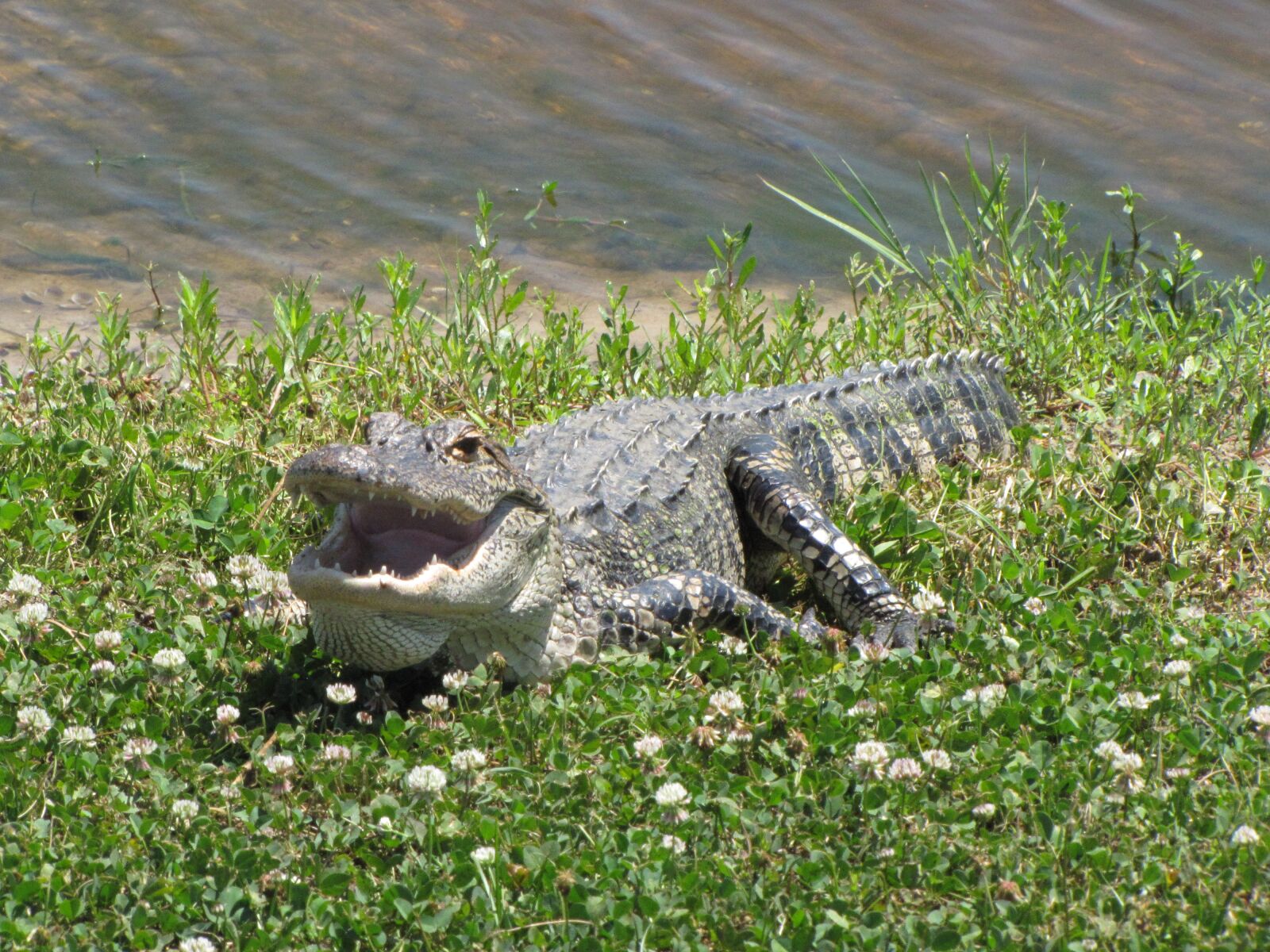 Canon PowerShot SX20 IS sample photo. Alligator, reptile, american alligator photography