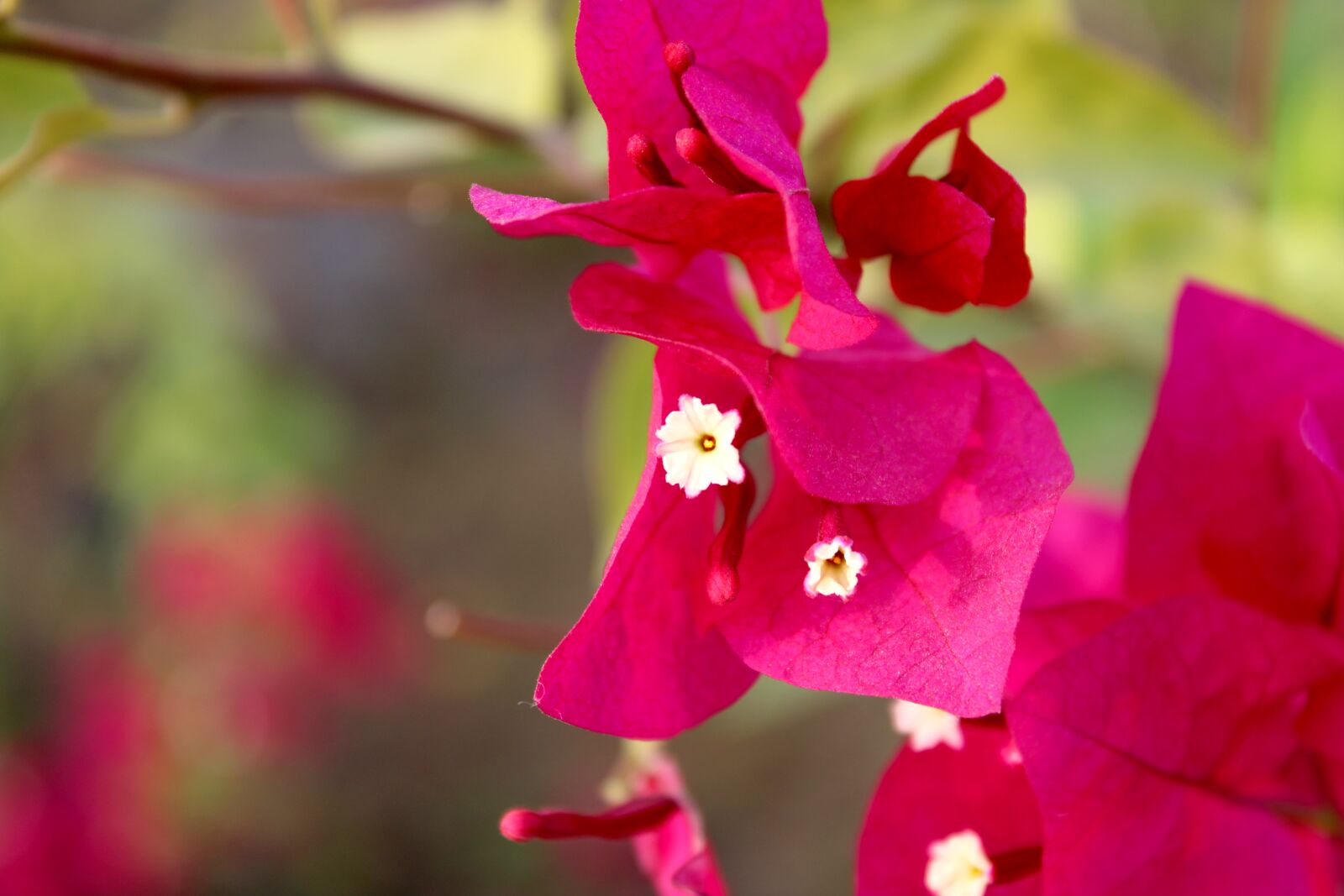 Canon EOS 2000D (EOS Rebel T7 / EOS Kiss X90 / EOS 1500D) sample photo. Red bougainvillea flowers, botanical photography