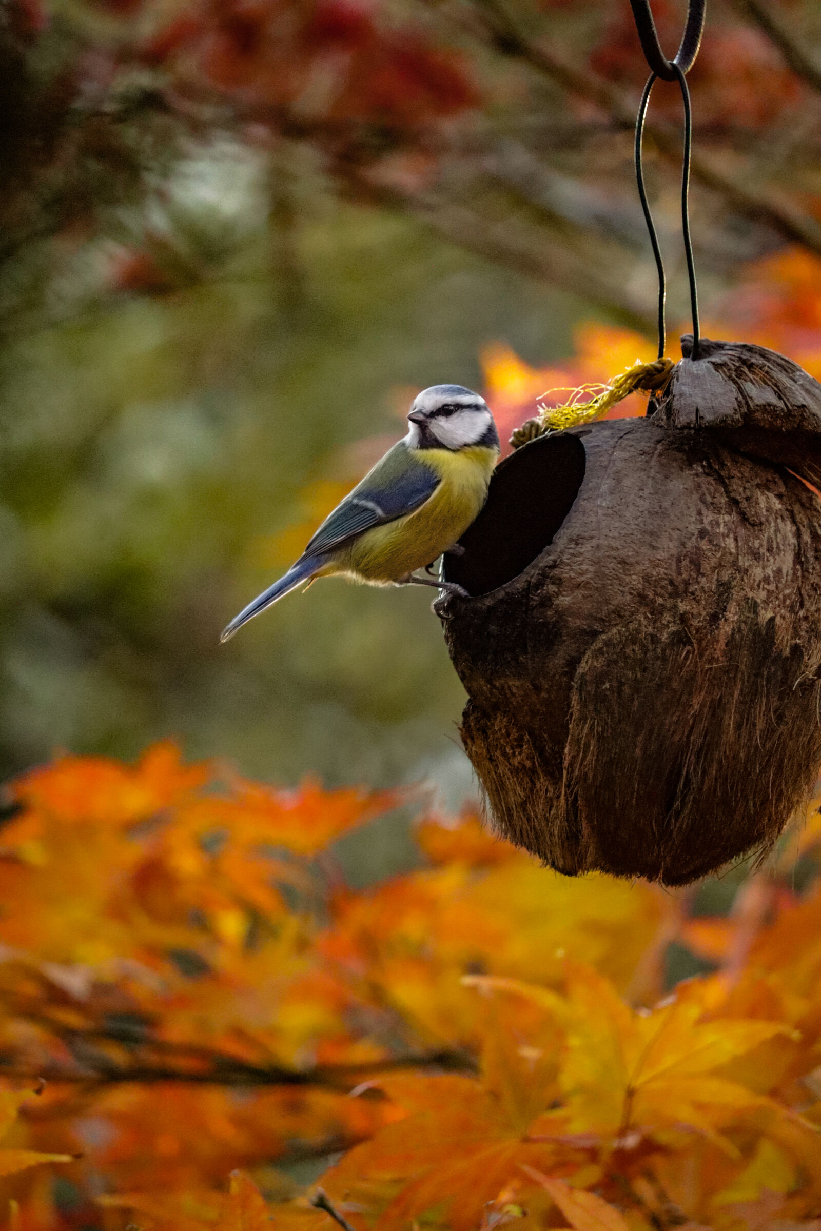 Canon EOS M50 Mark II (EOS Kiss M2) sample photo. Blue tit photography