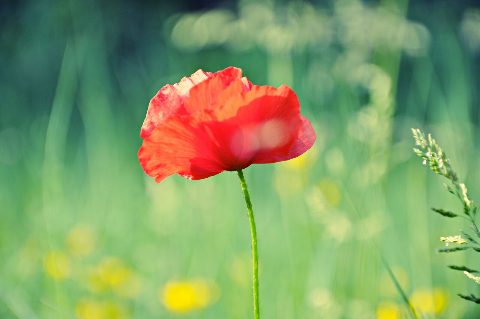 Nikon D90 sample photo. Poppy, flower, petal photography