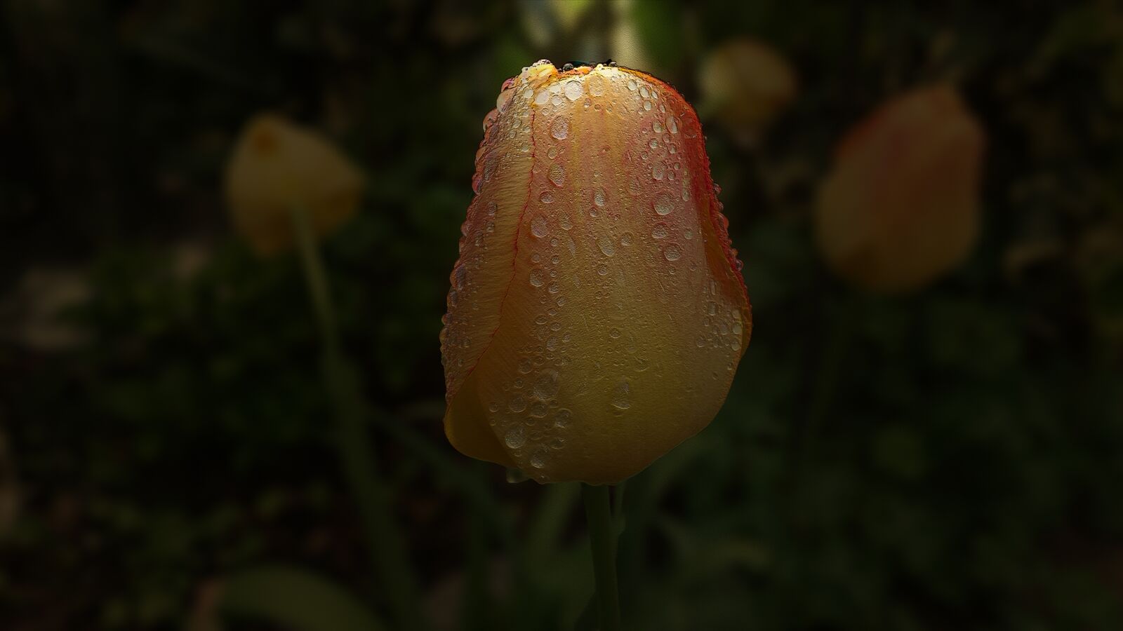 Samsung Galaxy S4 sample photo. Tulip, garden, spring photography
