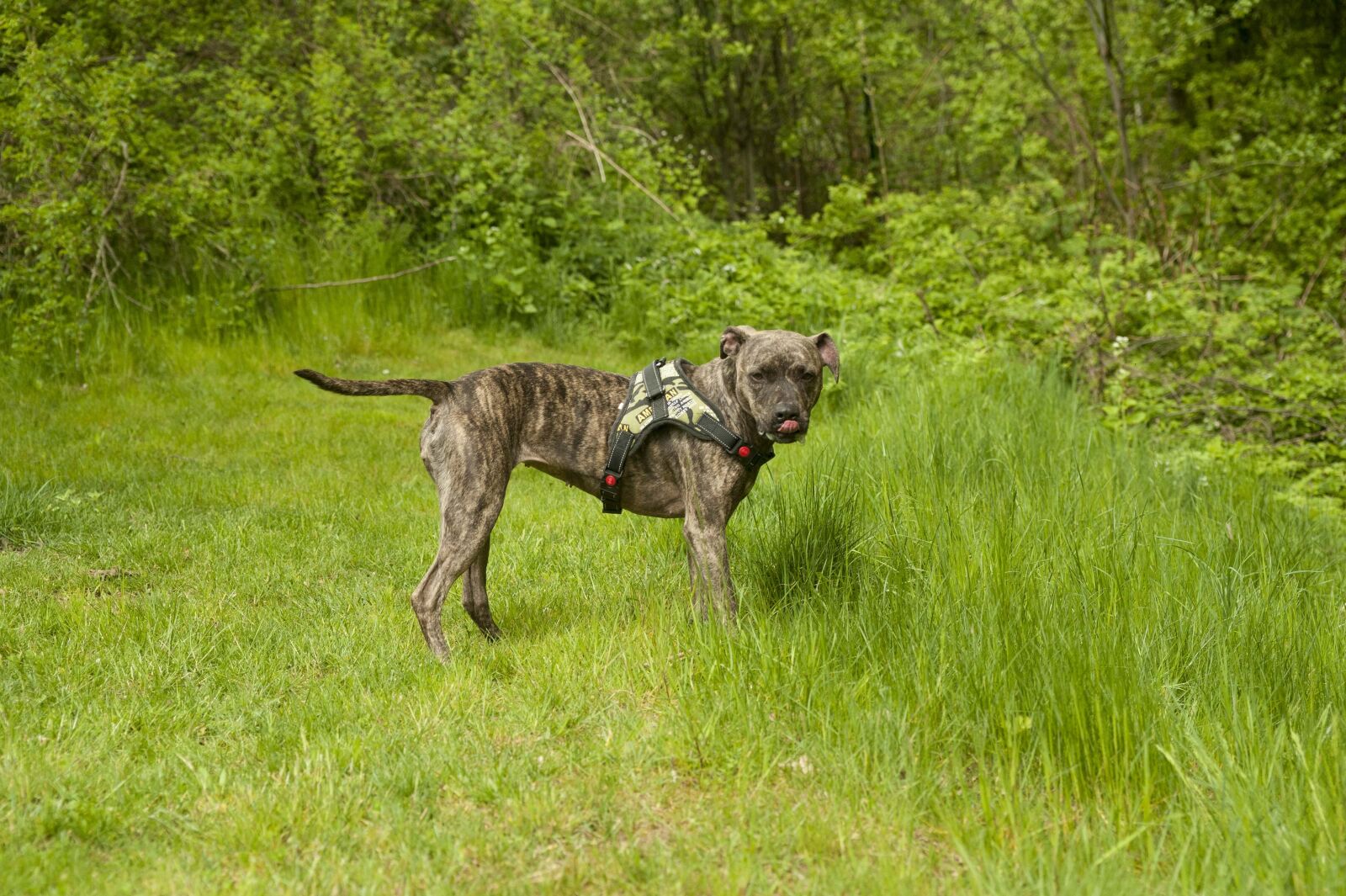 Nikon D700 sample photo. American staffordshire, dog, meadow photography