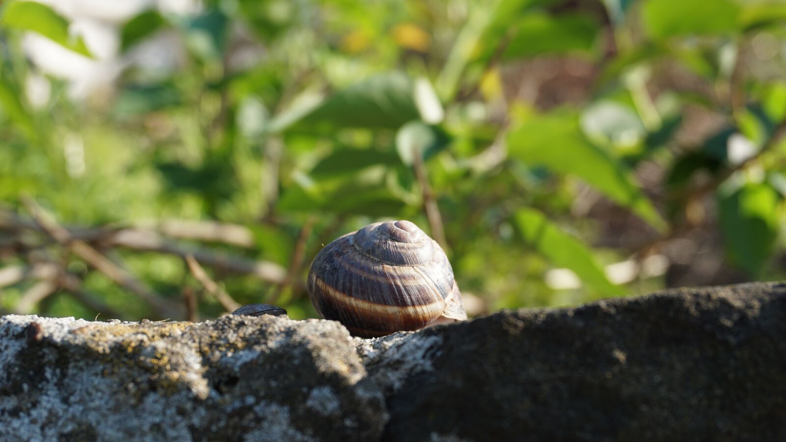 Sony E 16-50mm F3.5-5.6 PZ OSS sample photo. Nature, spring, evening photography