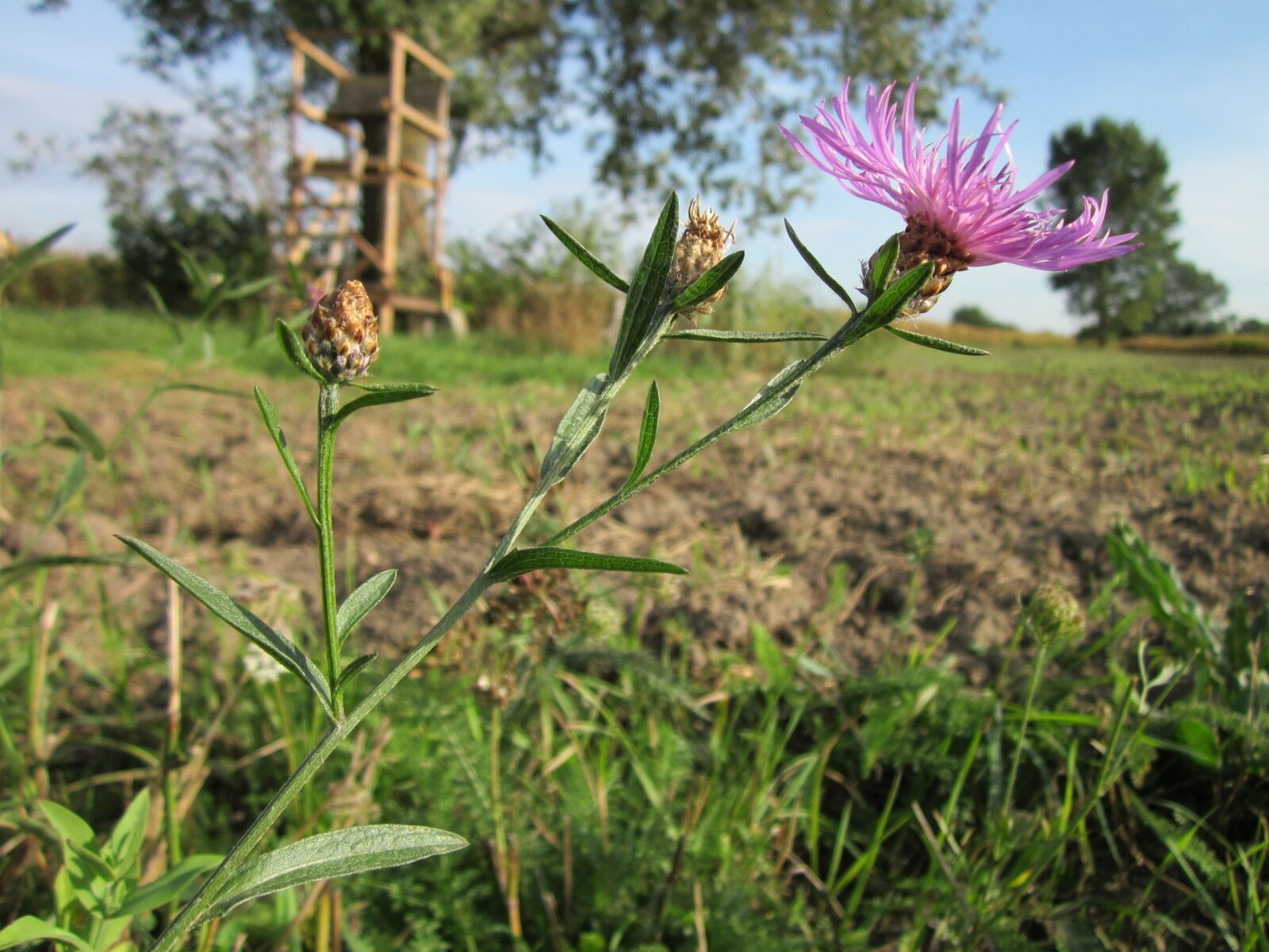 Canon PowerShot A1200 sample photo. Centaurea jacea, brown knapweed photography