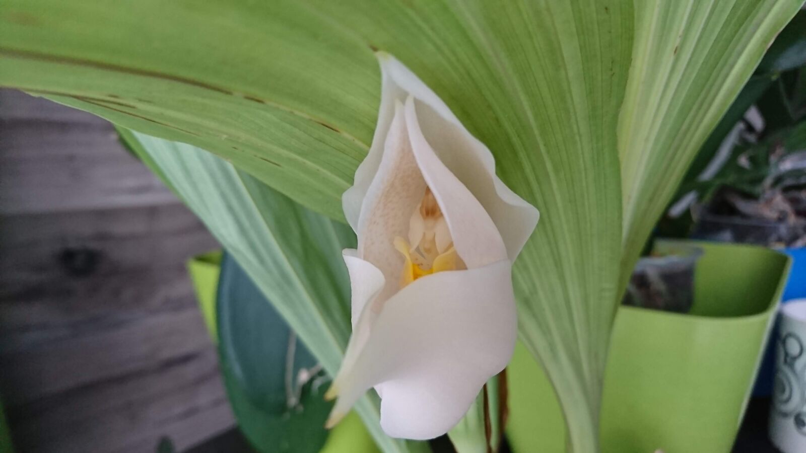 Sony Xperia XZ sample photo. Orquidea, colombia, casa photography