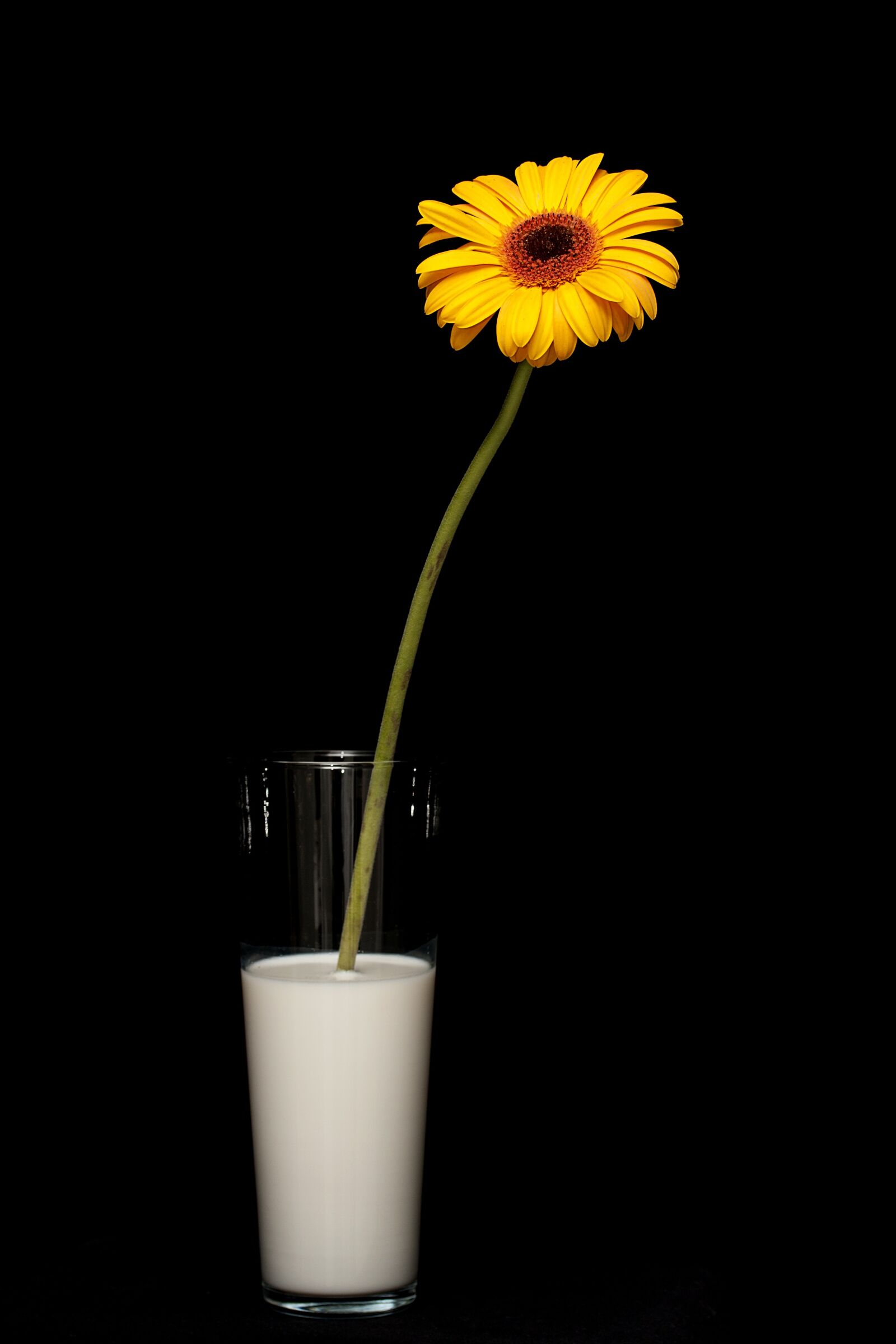 Canon EOS 40D sample photo. Flower, yellow, daisy photography