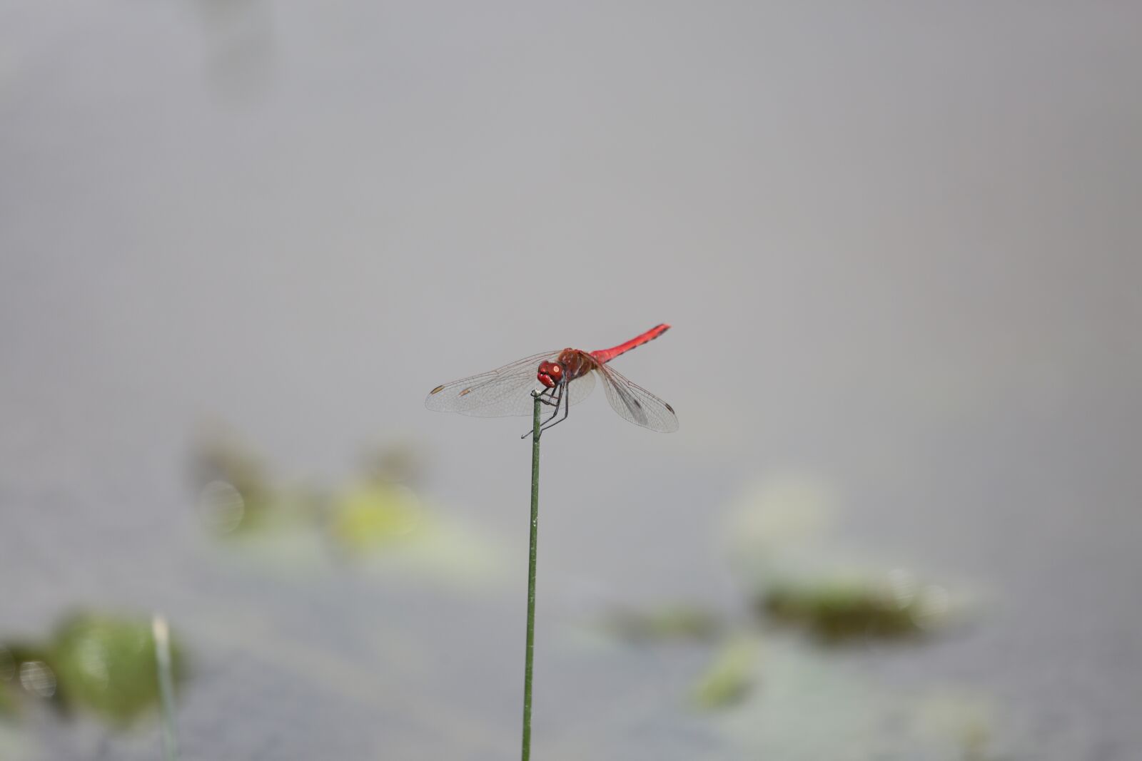 Canon EF 100-400mm F4.5-5.6L IS USM sample photo. Insect, dragonfly, macro photography