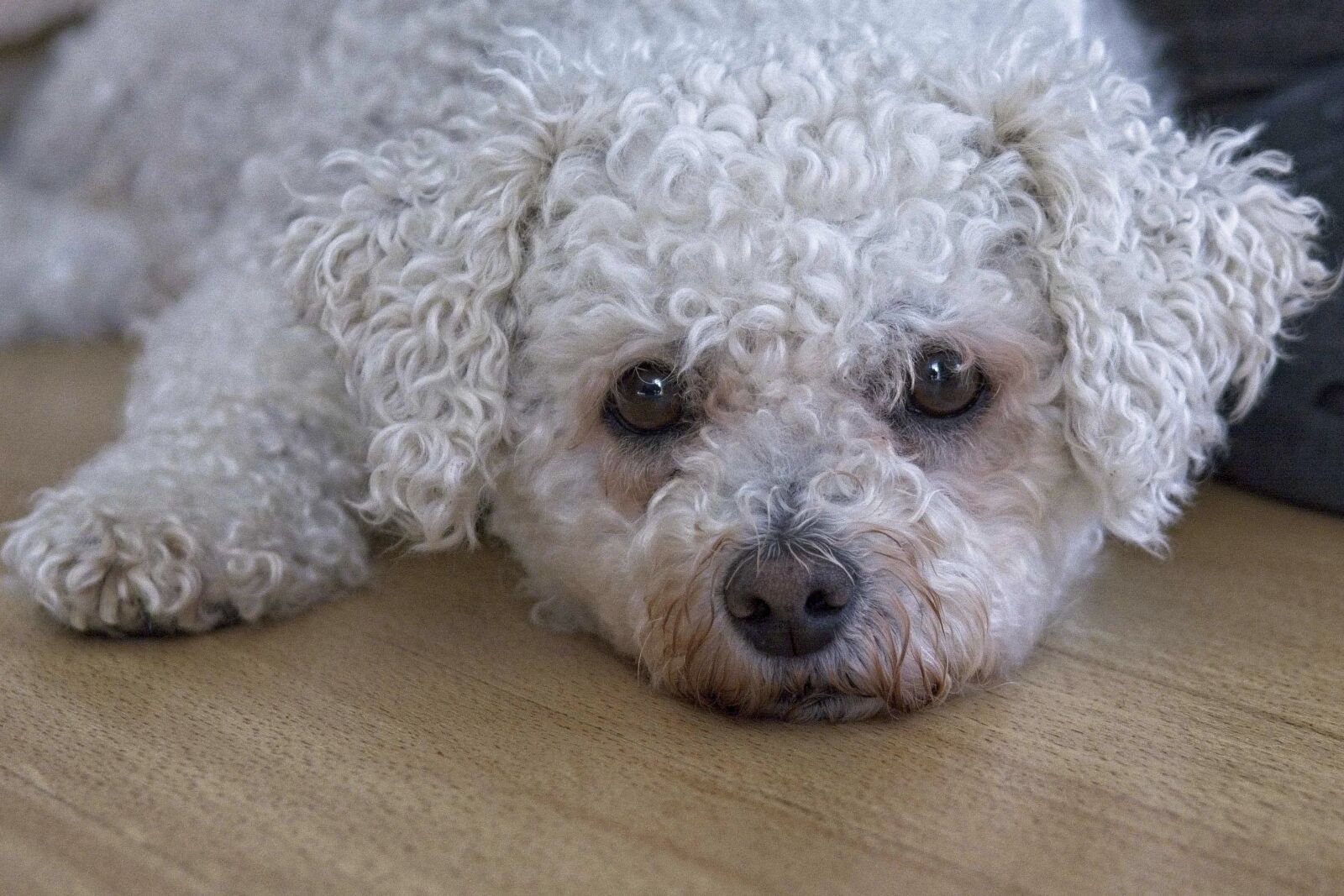 Nikon D7100 sample photo. Dog, bichon frise, bichon photography