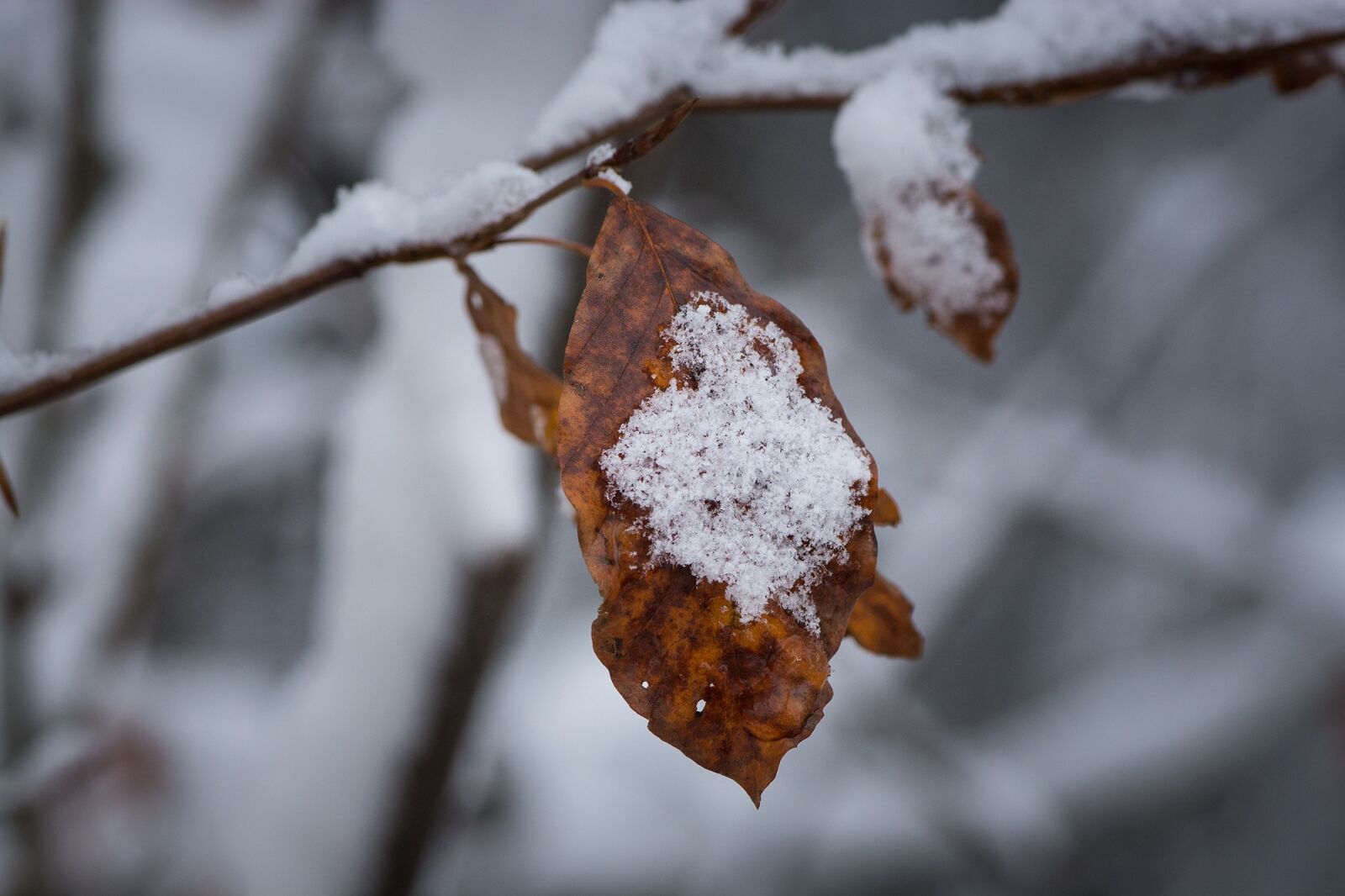 Nikon D7100 sample photo. Winter, snow, leaf photography