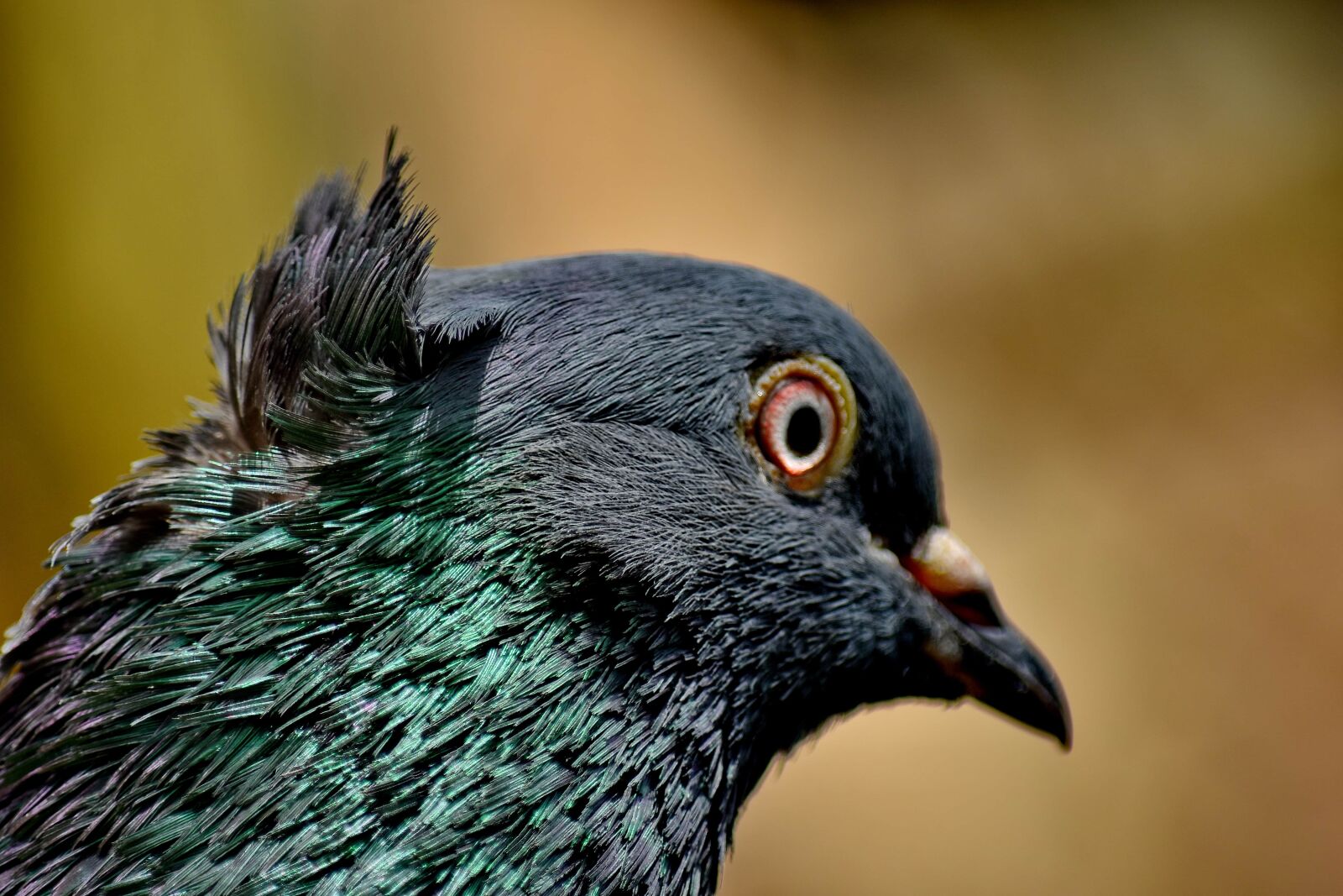 Nikon D5500 sample photo. Details, eye, head, pigeon photography