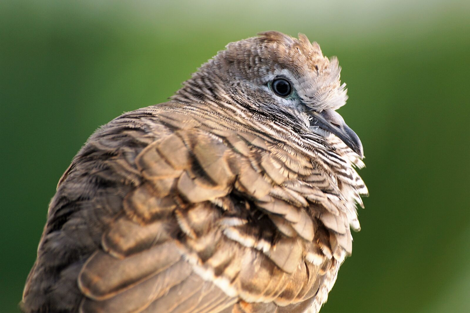 Sony ILCA-77M2 sample photo. Animal, bird, close-up photography