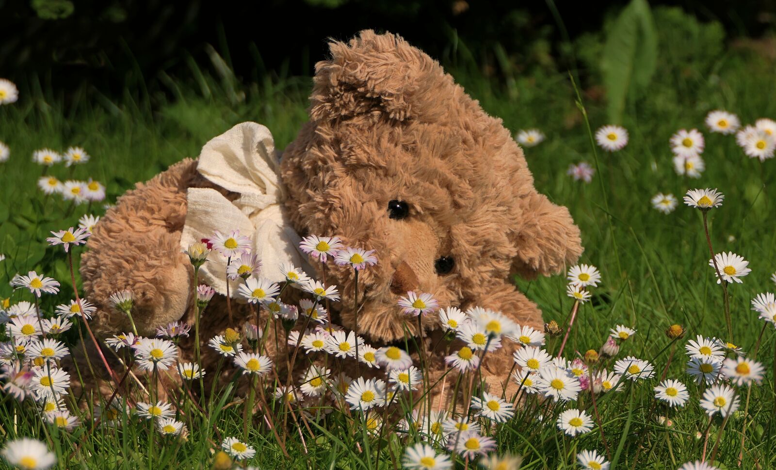 Panasonic Lumix DMC-FZ2500 (Lumix DMC-FZ2000) sample photo. Plush, bear, teddy photography
