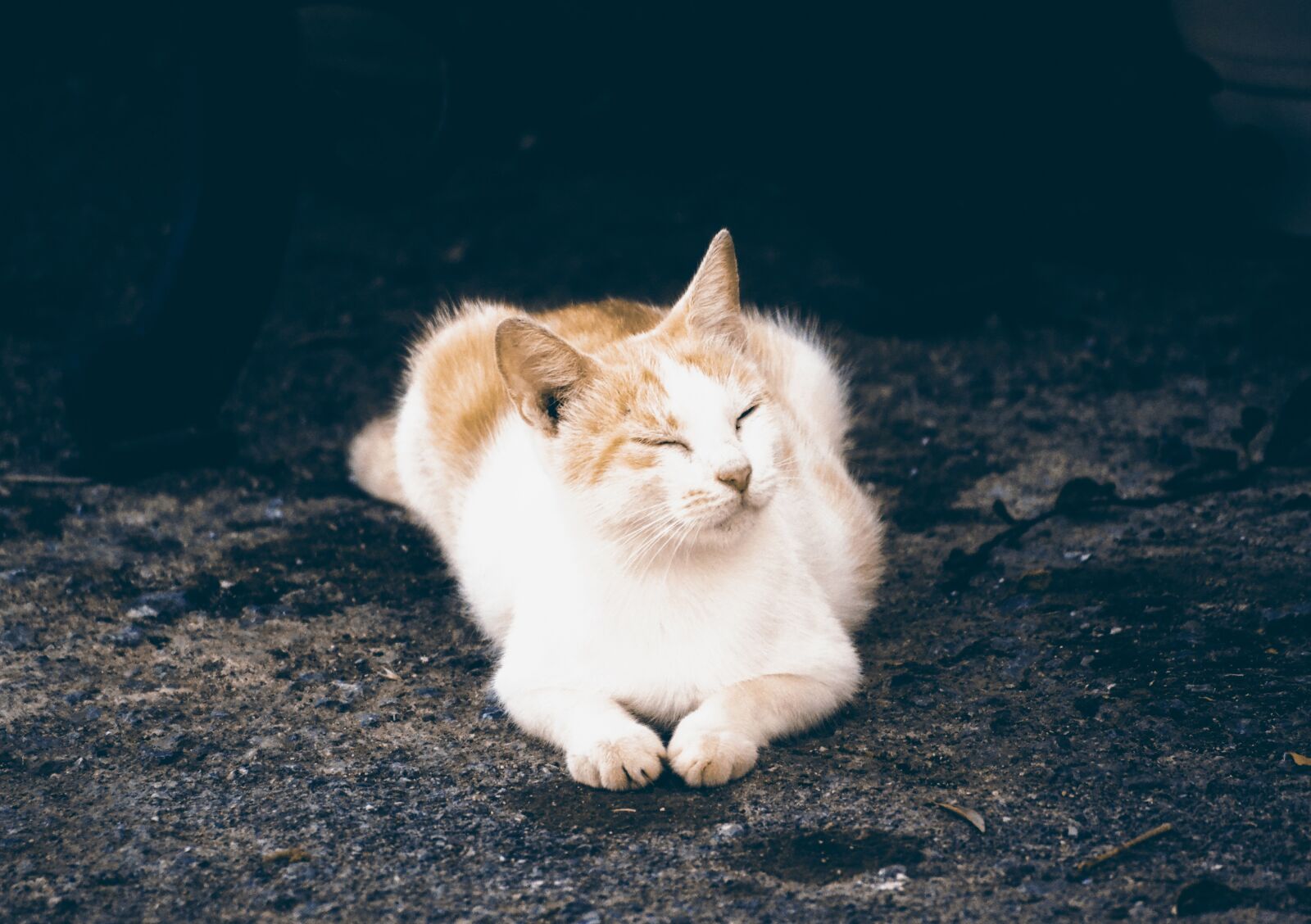 Nikon D3100 sample photo. Kitten sleeping, cat, pet photography