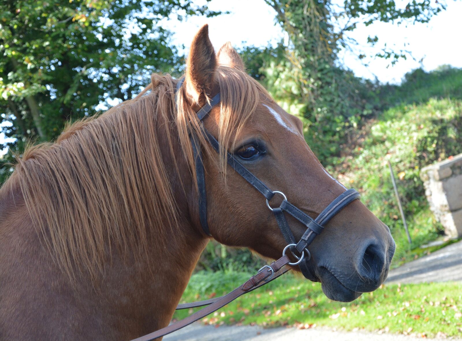 Nikon D5200 sample photo. Horse, mare, filly photography