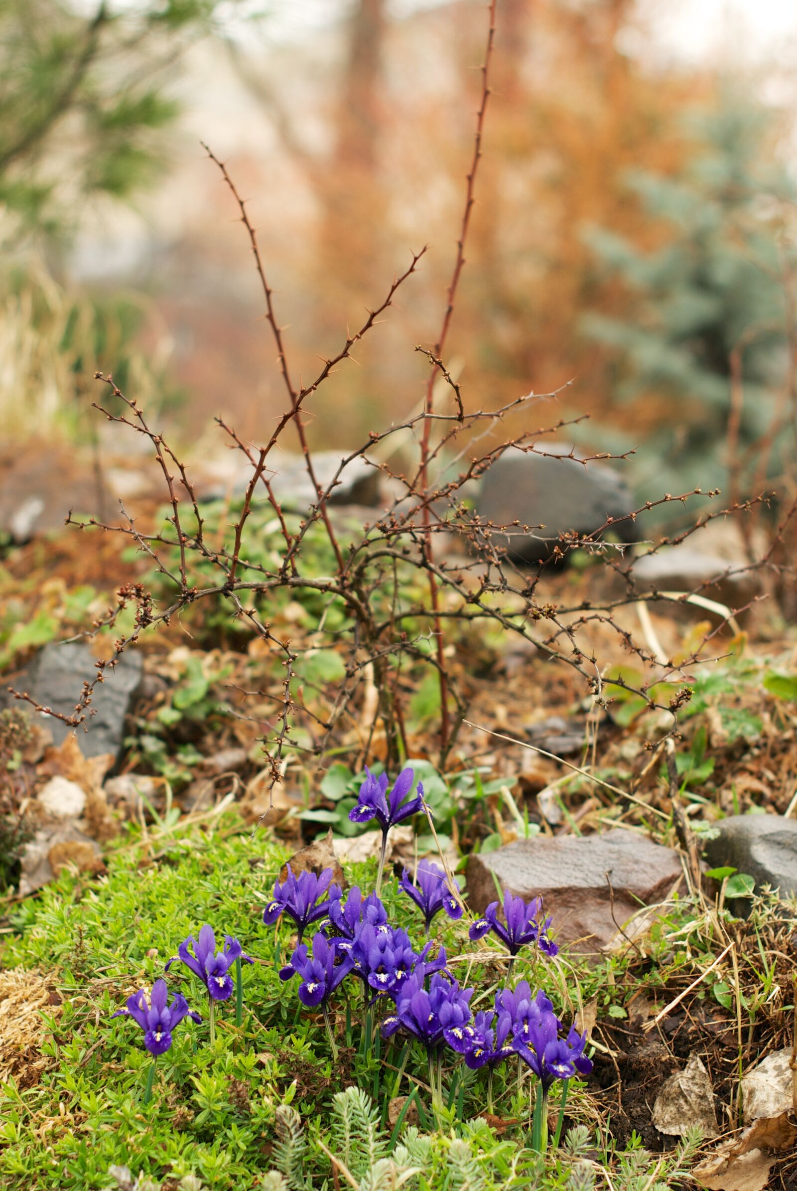 Nikon D80 sample photo. Iris, spring, physic garden photography