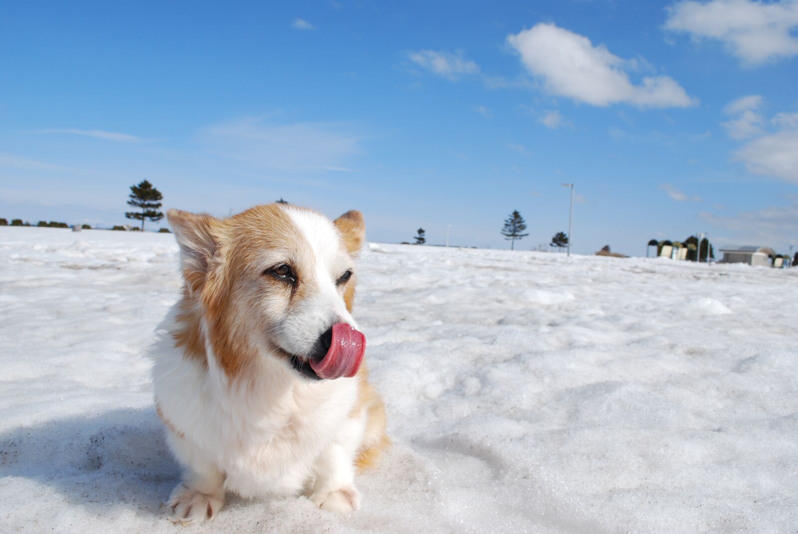 Nikon D60 sample photo. Corgi, dog, blue sky photography