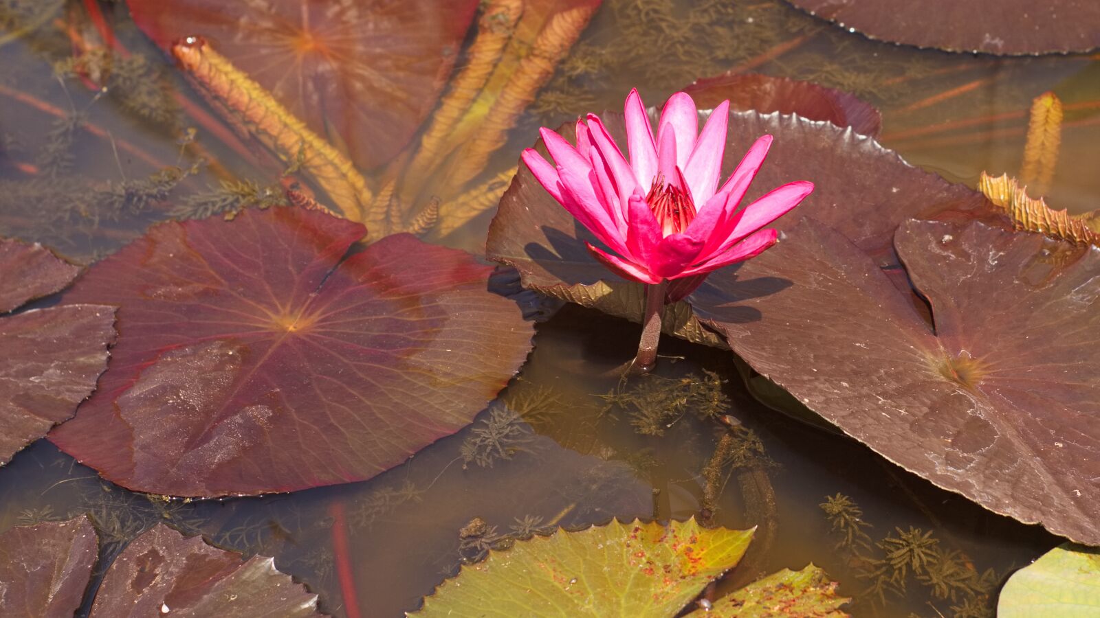 Canon EOS 800D (EOS Rebel T7i / EOS Kiss X9i) sample photo. Water lily, botanical gardens photography