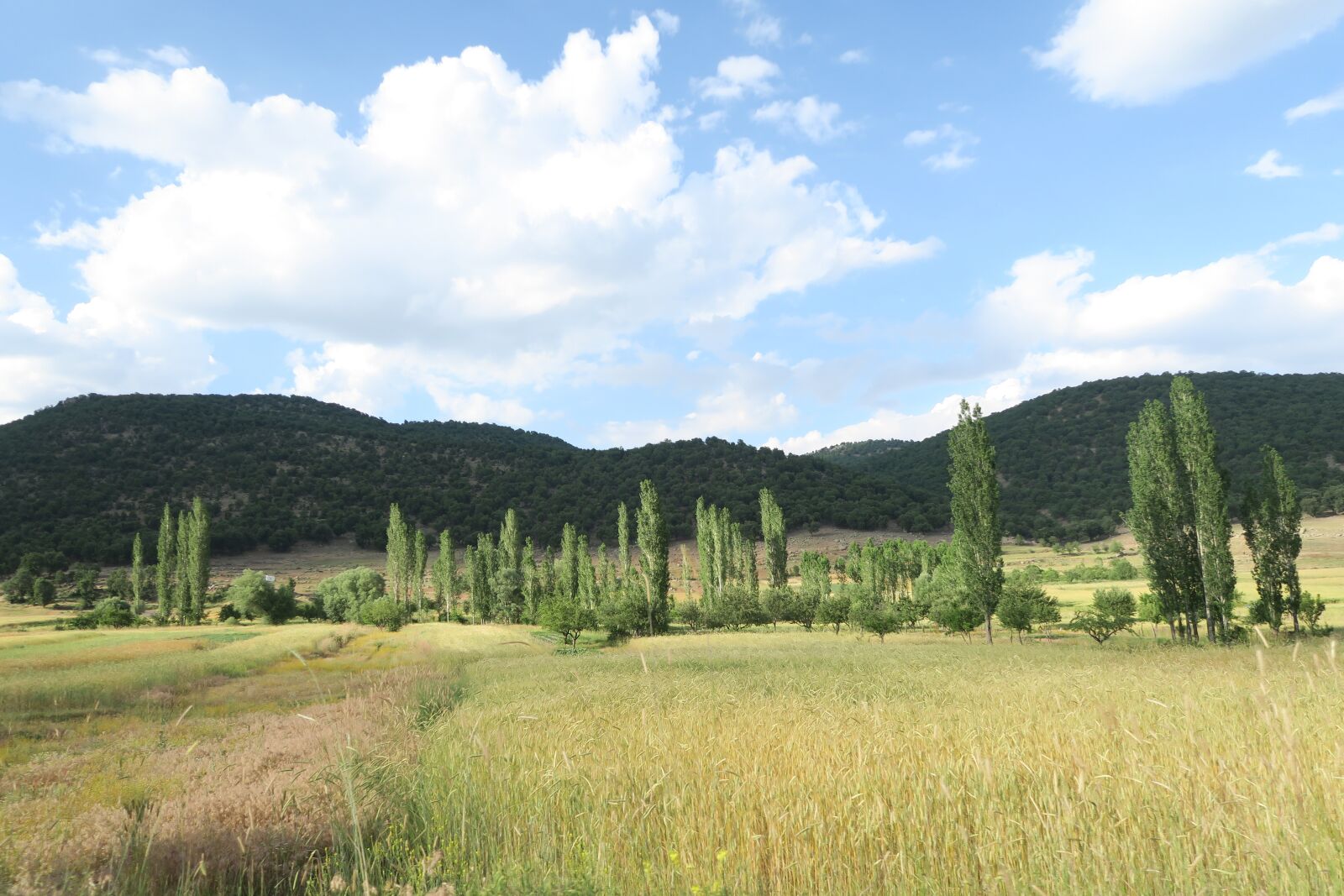 Canon PowerShot G7 X sample photo. Attachment, wheat, forest photography