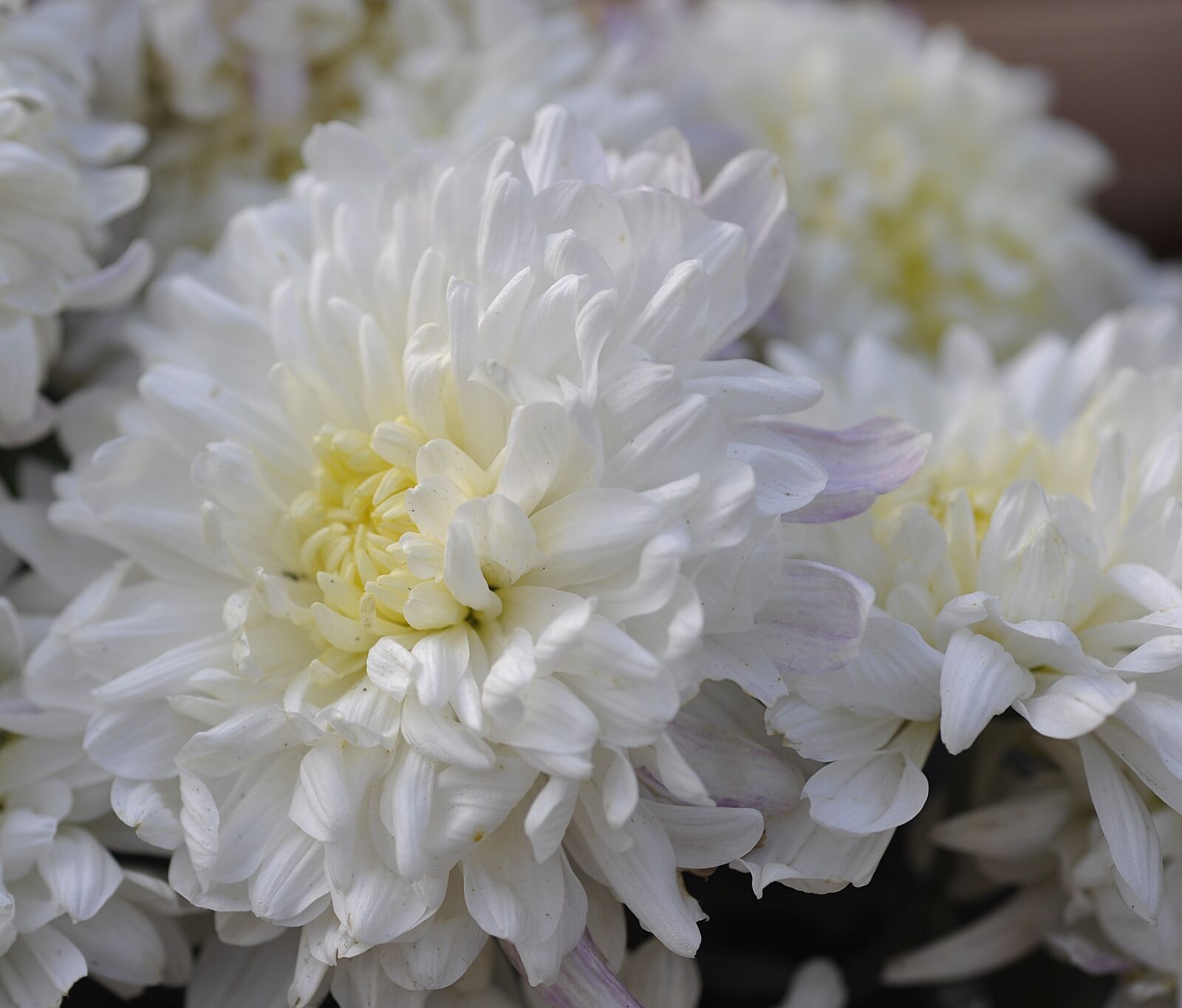 Nikon D90 sample photo. White, big, chrysanthemum photography