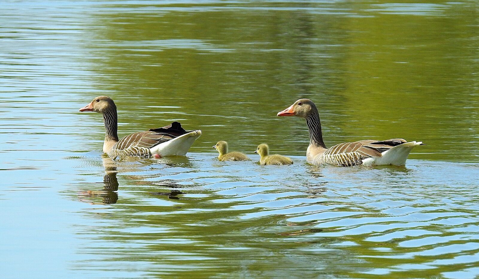 Nikon Coolpix P900 sample photo. Goose, lake, birds photography