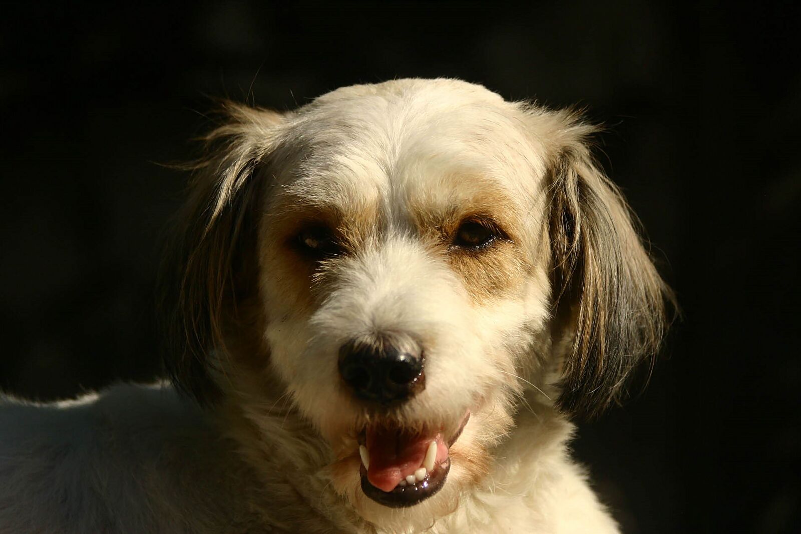 Canon EOS 10D sample photo. Dog, animals, pets photography
