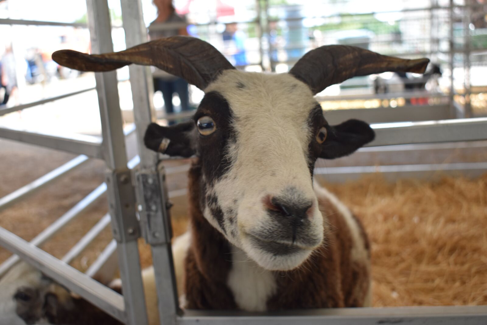 Nikon D3400 sample photo. Goat, silly, face photography